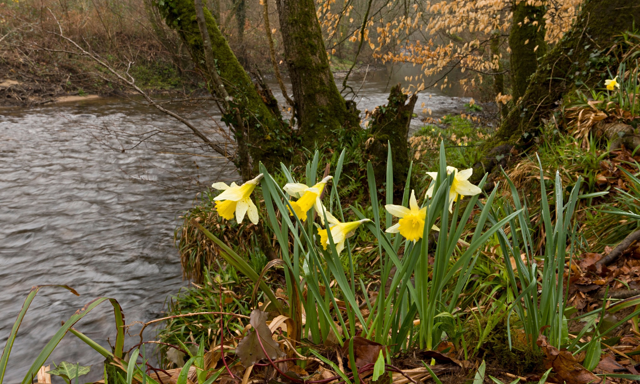Мир нарцисса. Уэльс – Нарцисс (Daffodil). Озерный Уэльс нарциссы. Нарцисс Донау парк. Нарциссы Вордсворт.