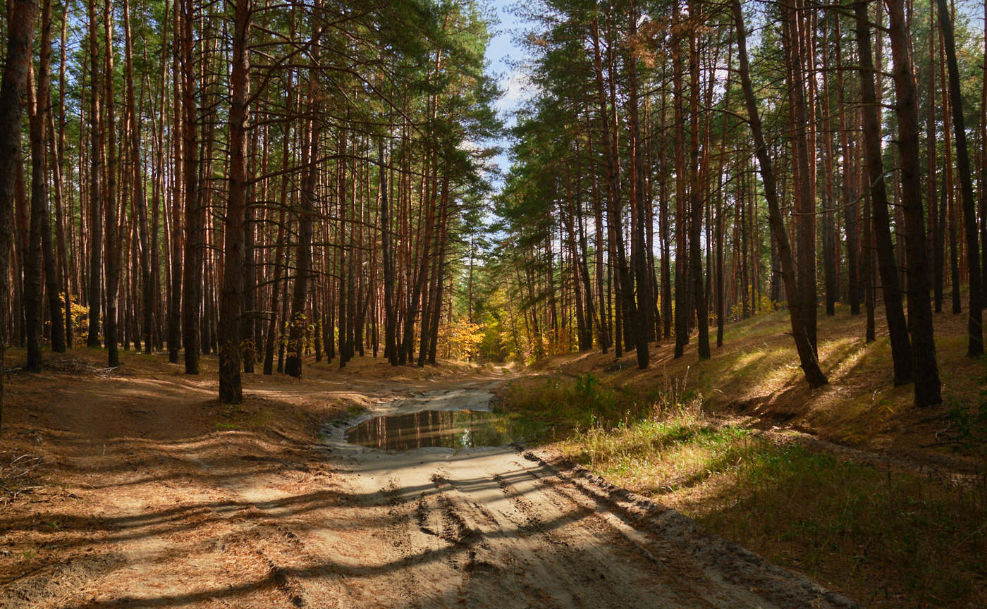 Сосновый лес Ульяновск