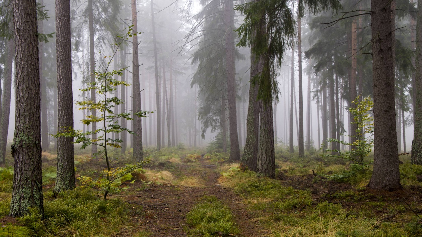 Карелия лес туман