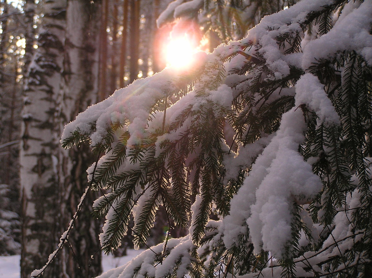 Леса Сибири зимой