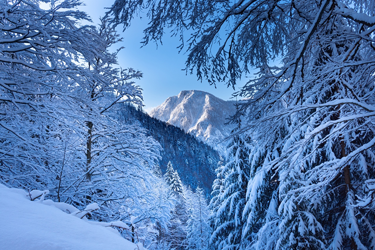 Лес в горах зимой