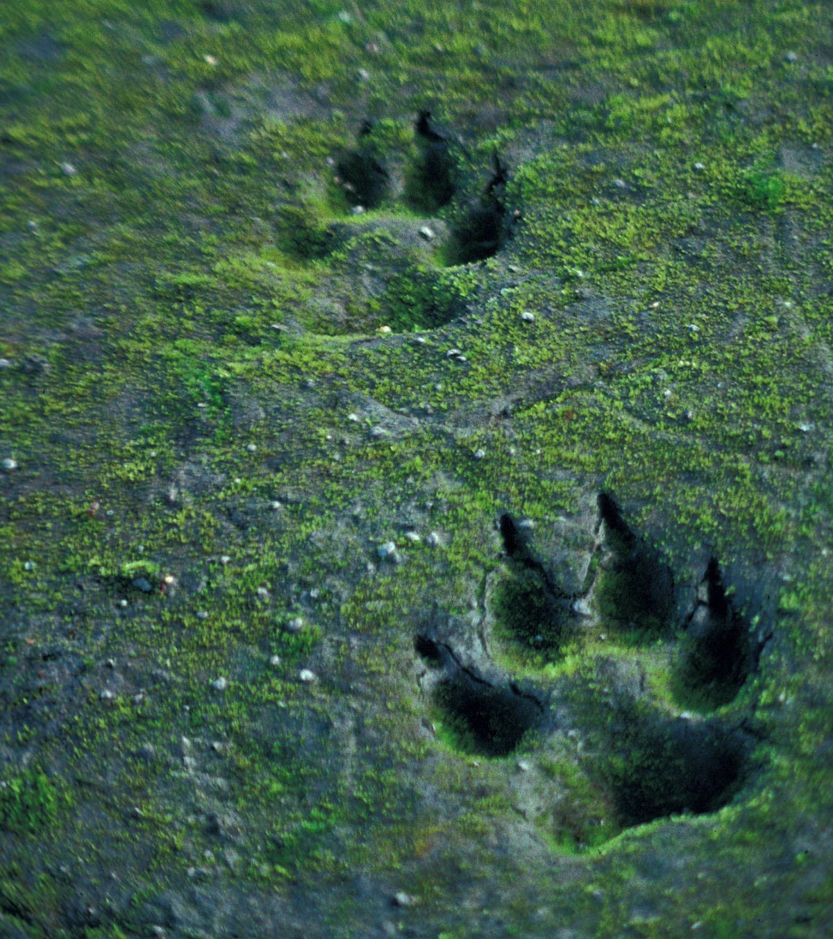 Волчьи следы фото. Отпечаток лапы на земле. След волка на земле. Следы животного в лесу. Собачьи следы на земле.