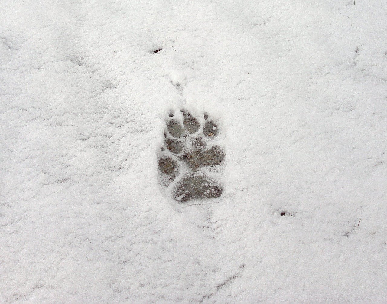 Отпечатки следов животных на снегу