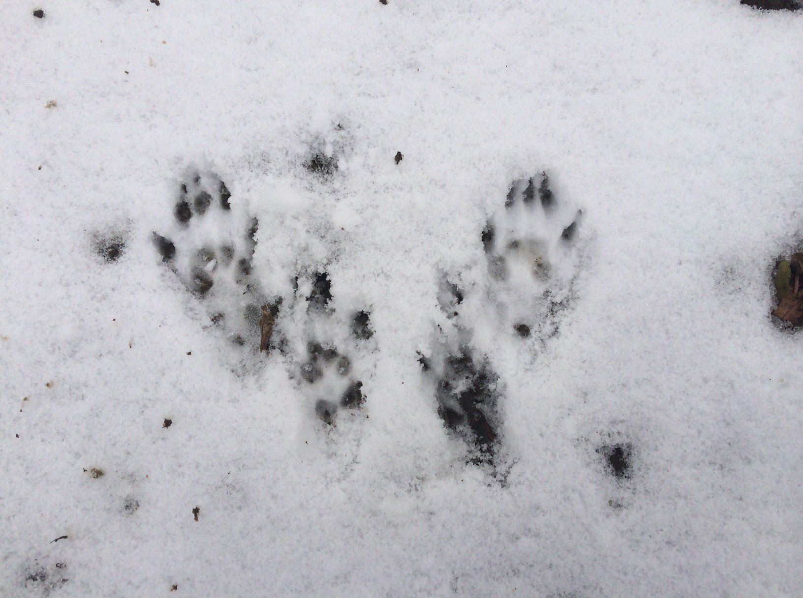 Заячьи и лисьи следы на снегу. Следы карельских животных. Следы енотовидной собаки. Следы зайца лисы медведя. Собачьи следы на снегу.