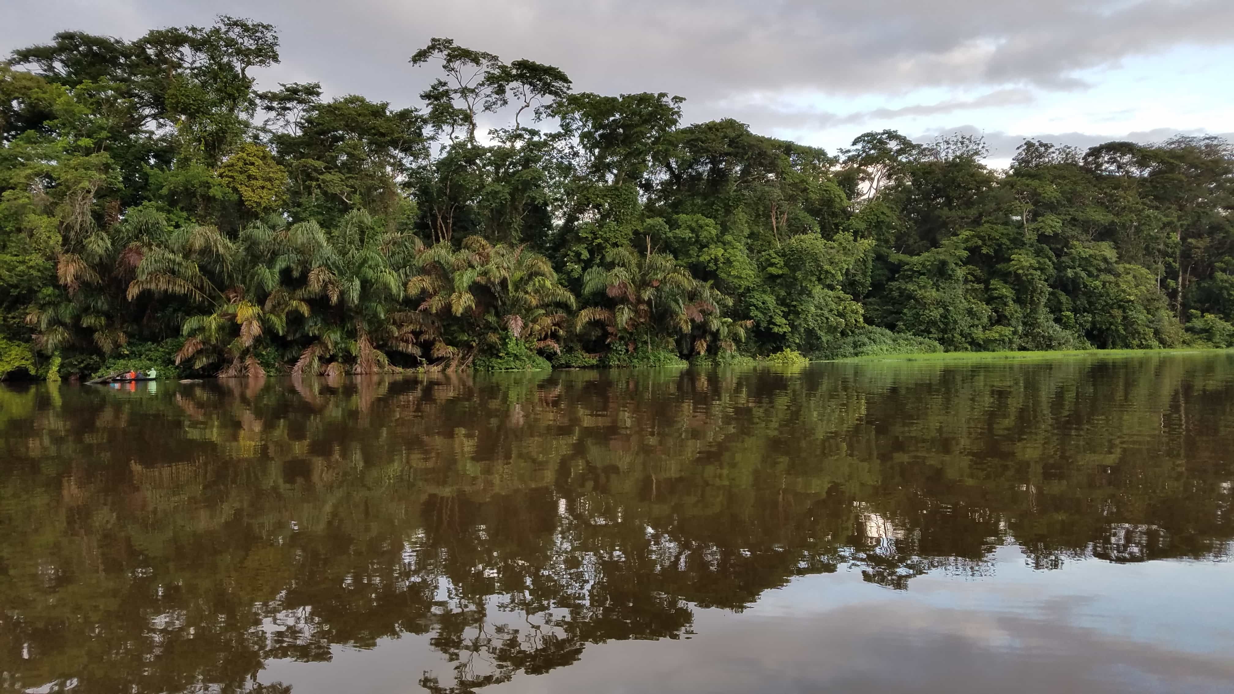 Дождевой лес Конго