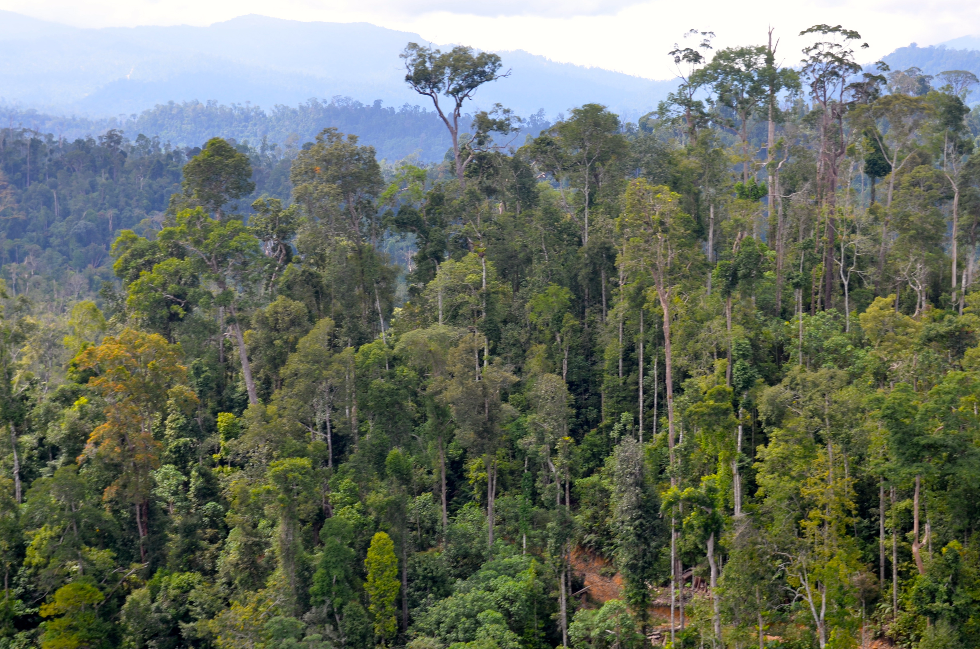 Влажные экваториальные леса условия жизни. Тропические леса Борнео. Экваториальный лес Калимантан. Дождевой лес Калимантан. Влажные тропические леса Борнео.