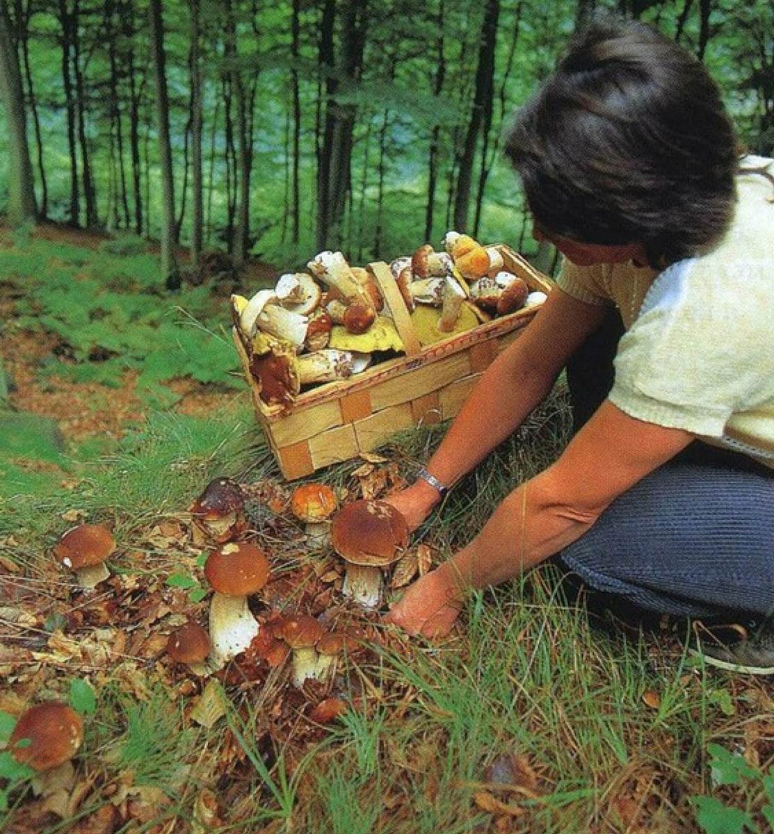 Сколько держат грибы. Грибы в лесу. Сбор грибов. Сбор белых грибов.