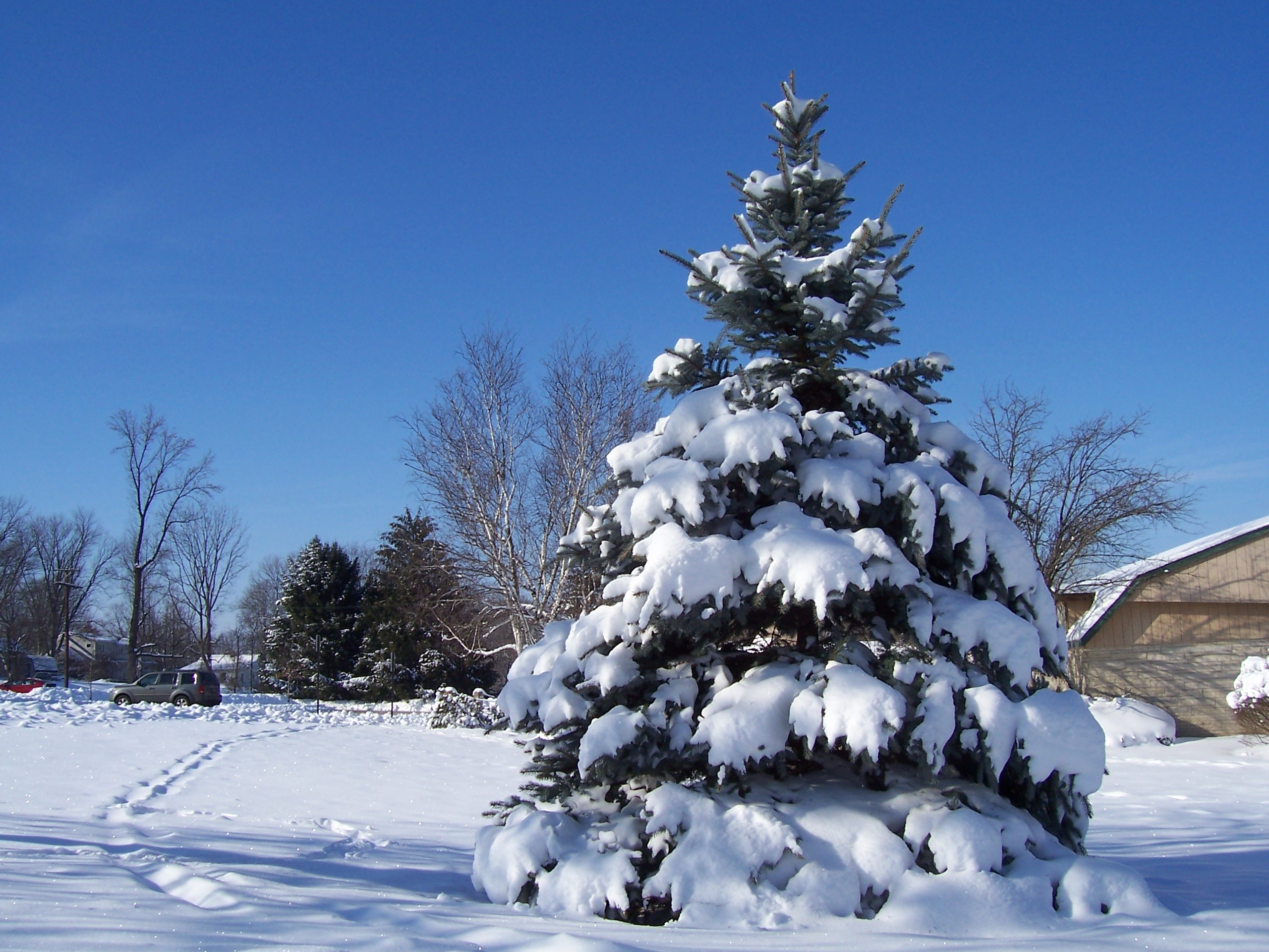 Елки сугробы. Елка в снегу. Ест снег. Ель в снегу. Зимняя елка.