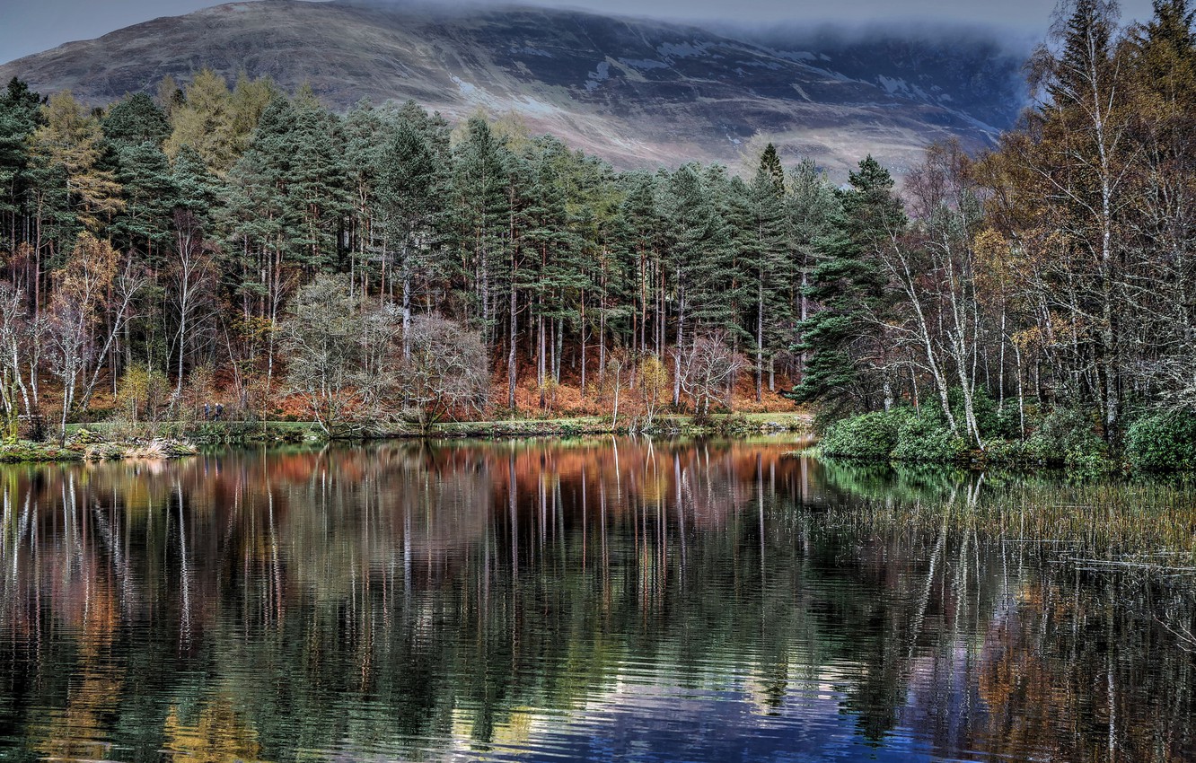 Бирнамский лес Шотландия