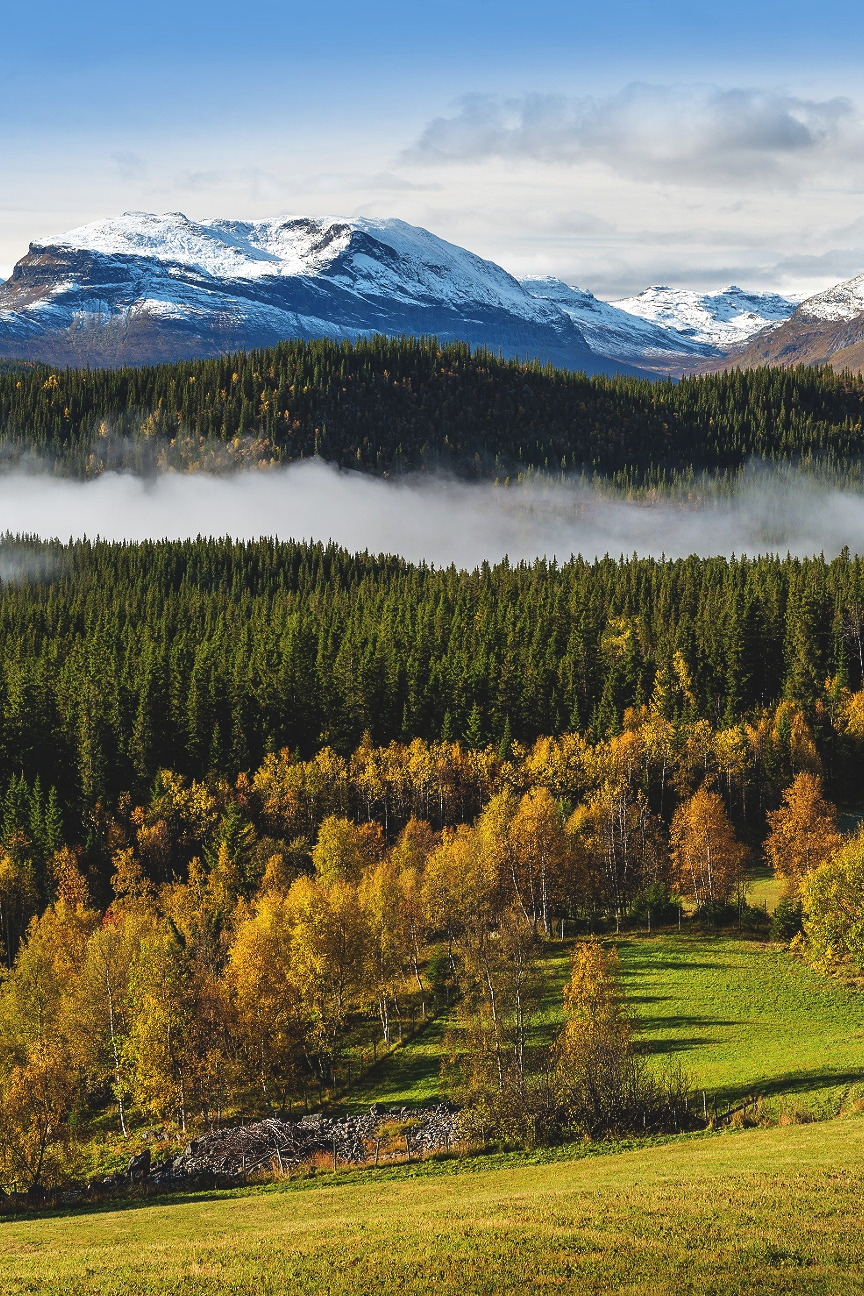 Лесистые горы Норвегии