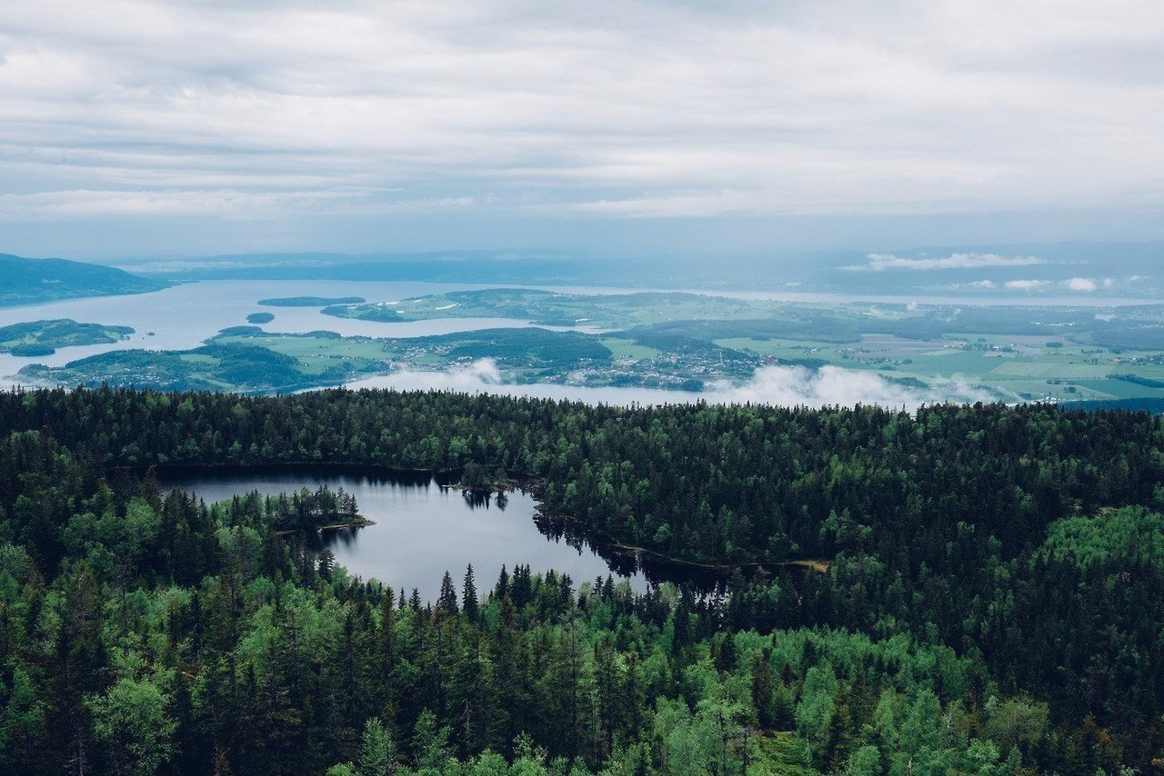 Норвегия лес сверху