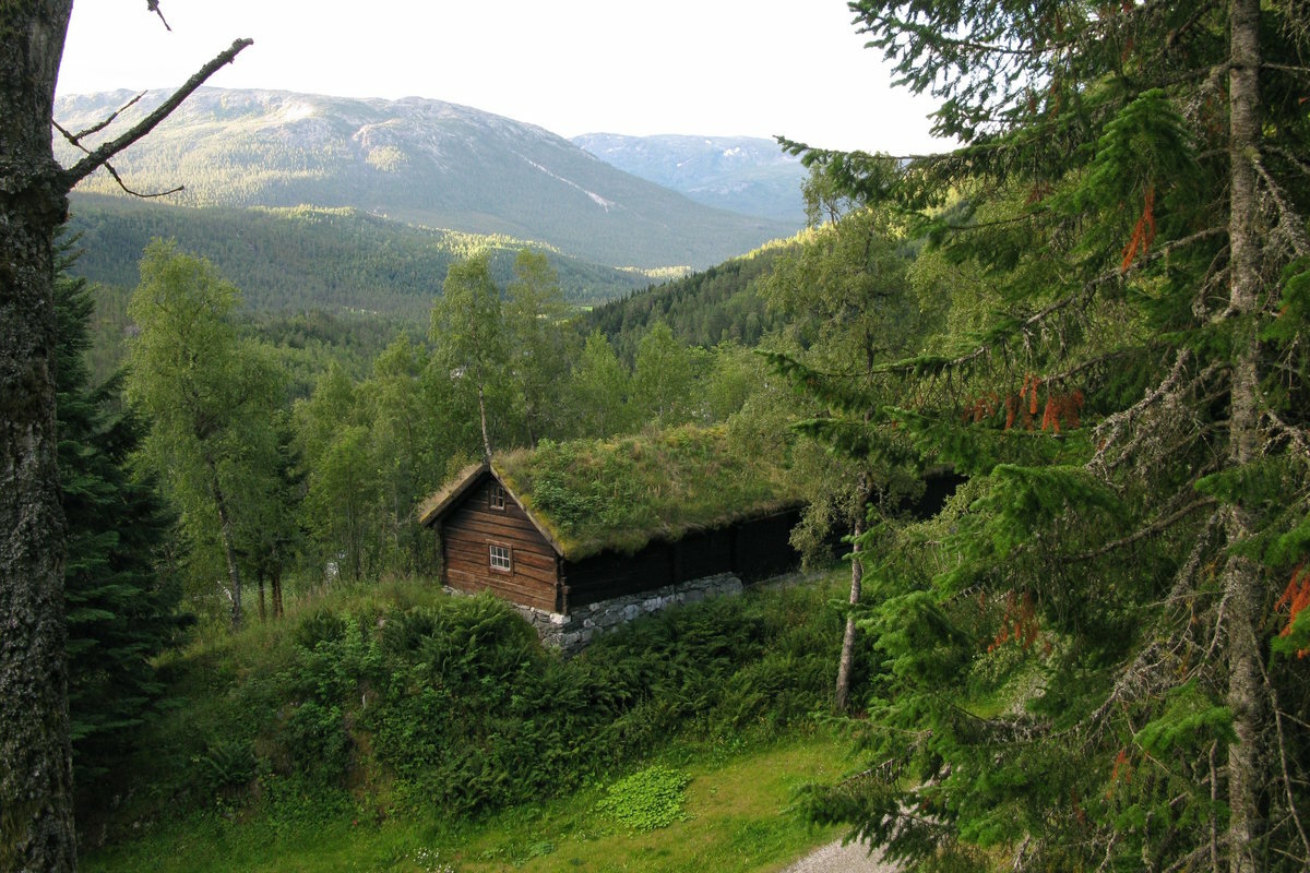 Таёжный лес в Норвегии
