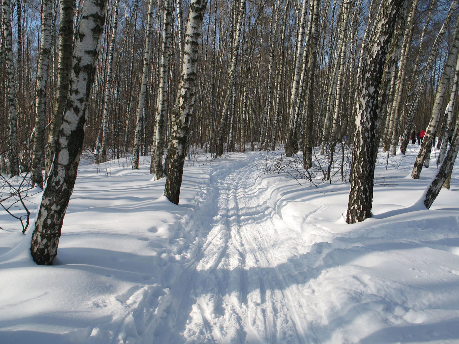 Лыжная трасса в Битцевском лесу