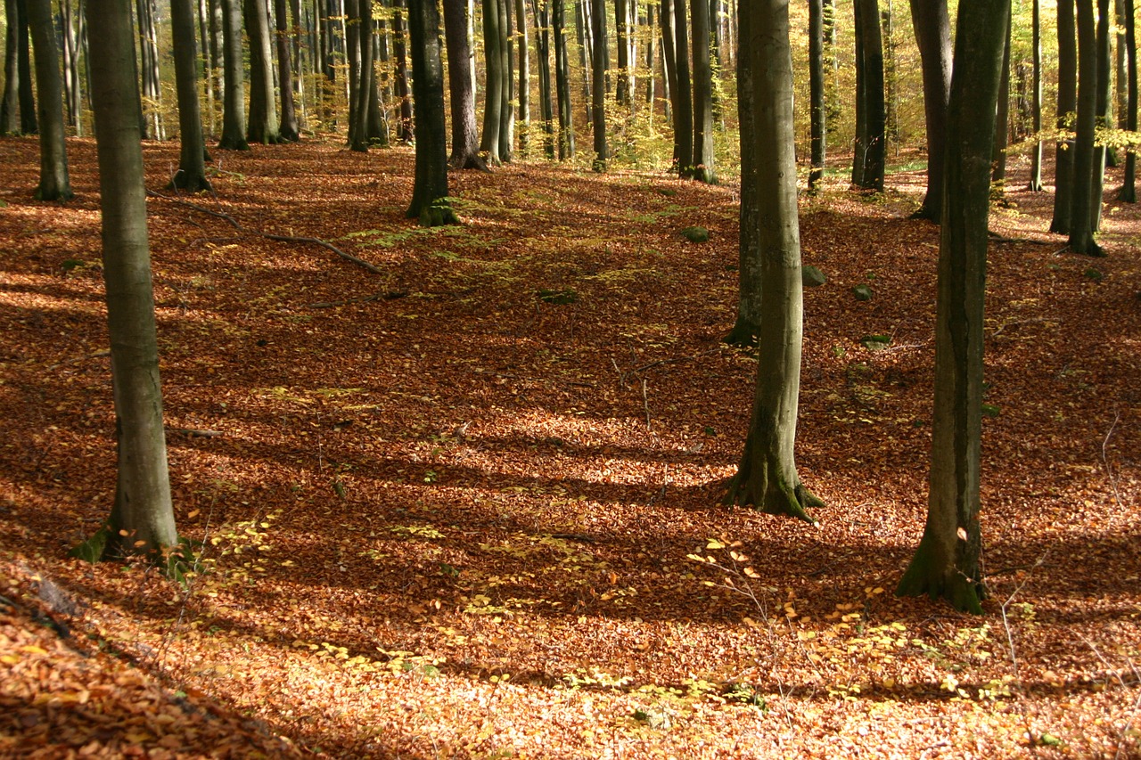 Фото лес деревья коричневые стволы