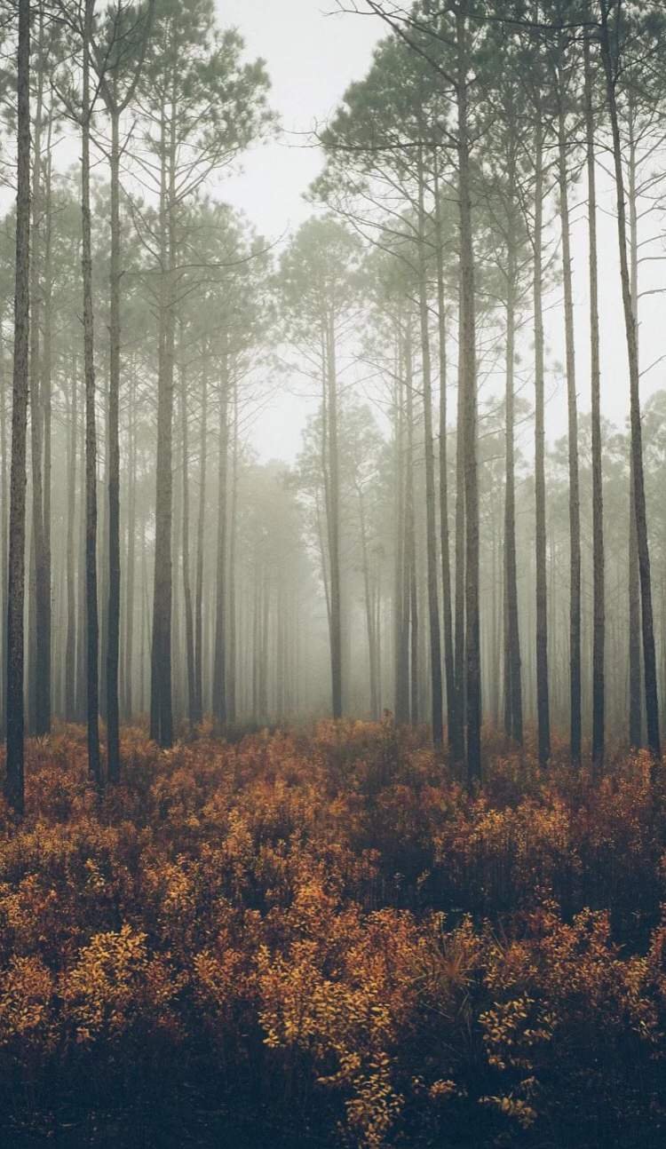 Лес в коричневых тонах