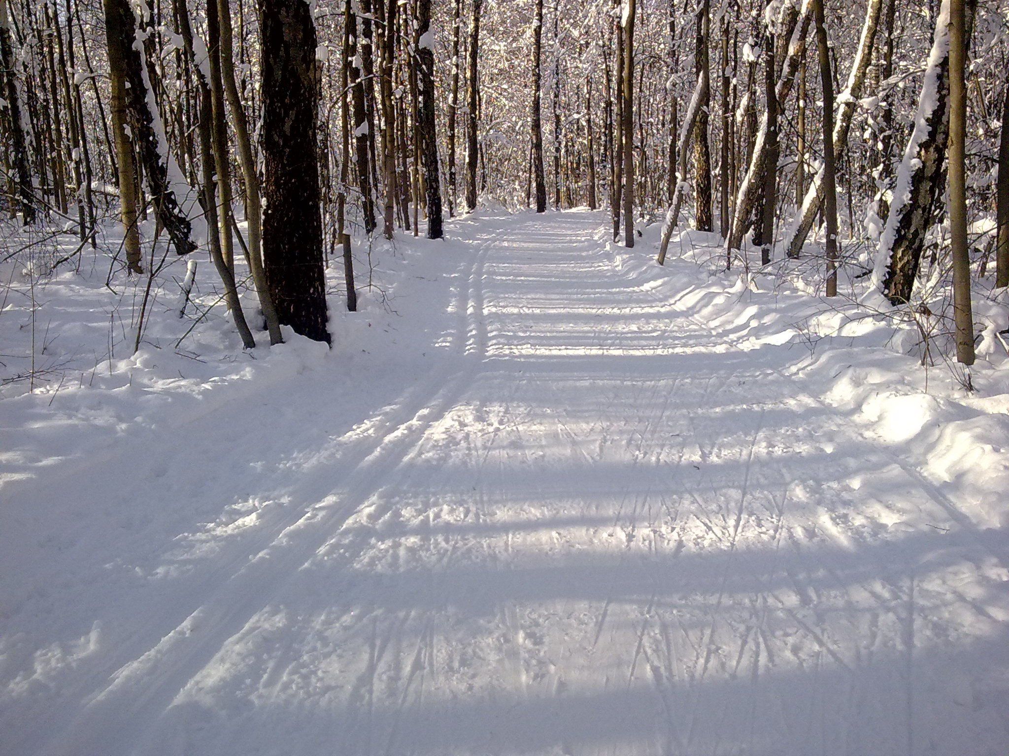 Лыжная трасса в лесу