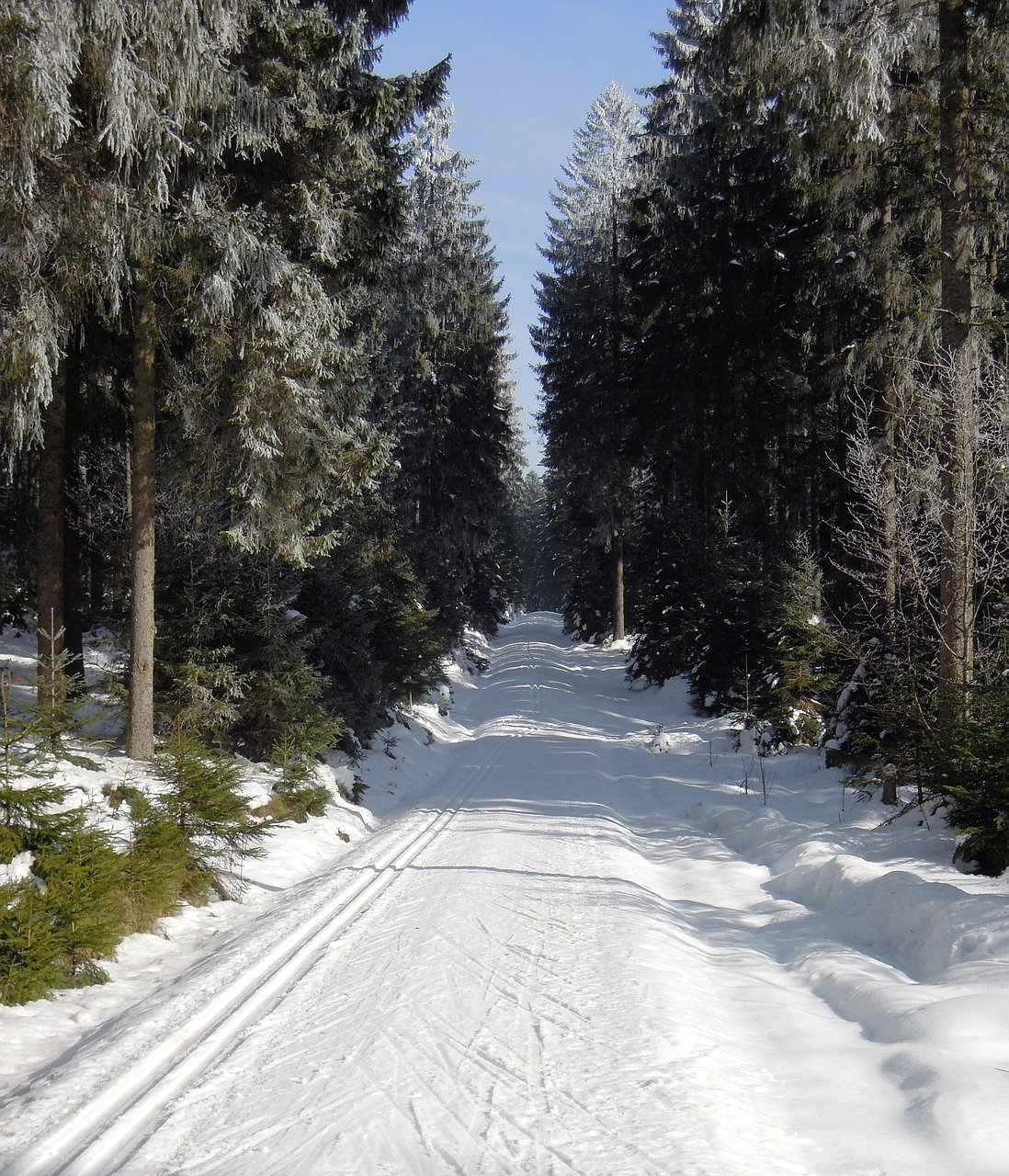Лесная дорога зимой