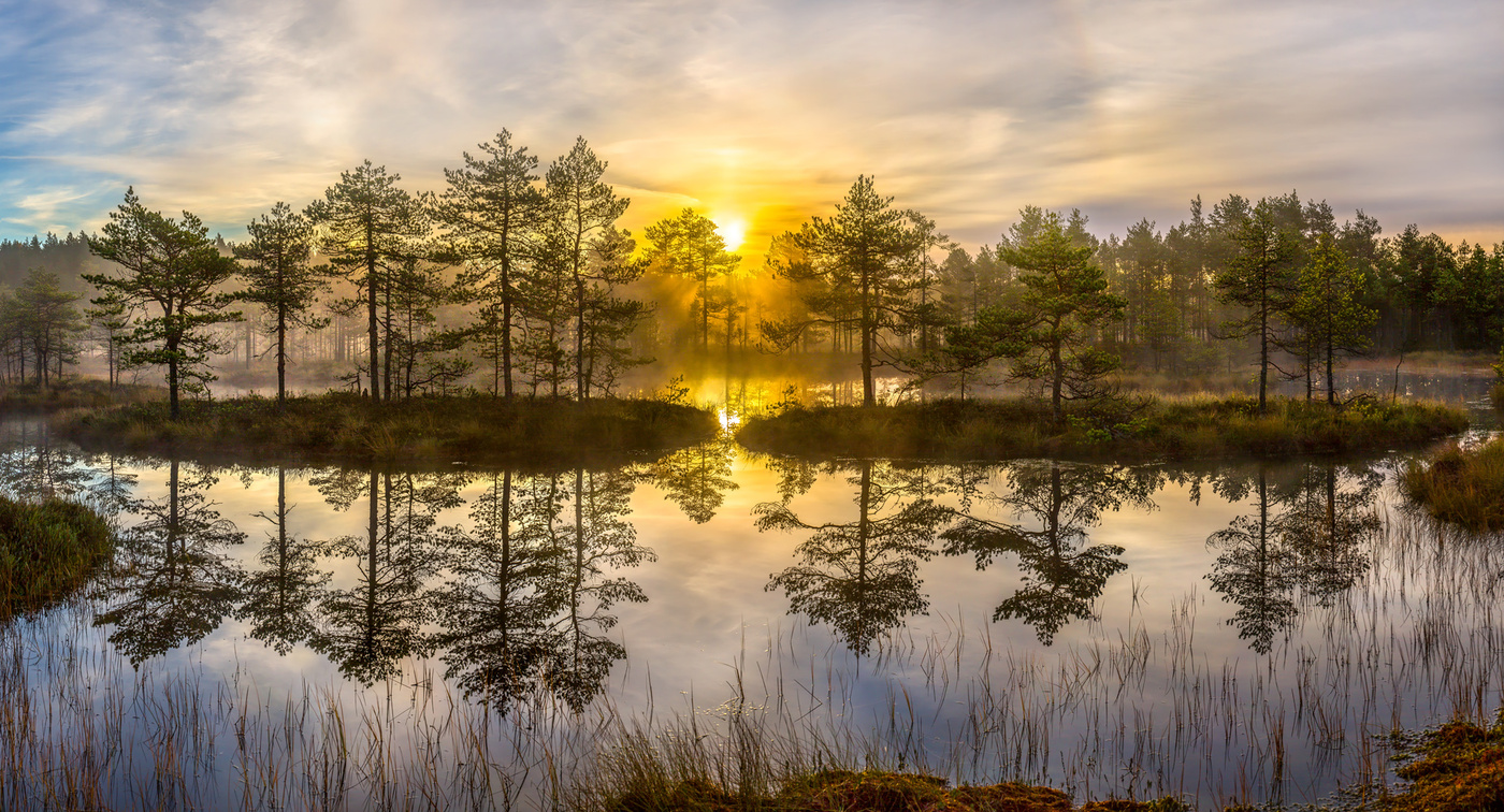 Лес болото Ленинградской области