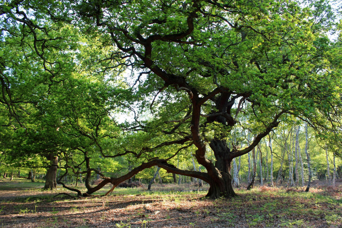 Дерево гуд. Ноттингем Шервудский лес. Шервудский лес дуб Робин Гуда. Шервудский лес в Англии. Шервудский лес Англия Робин Гуд.