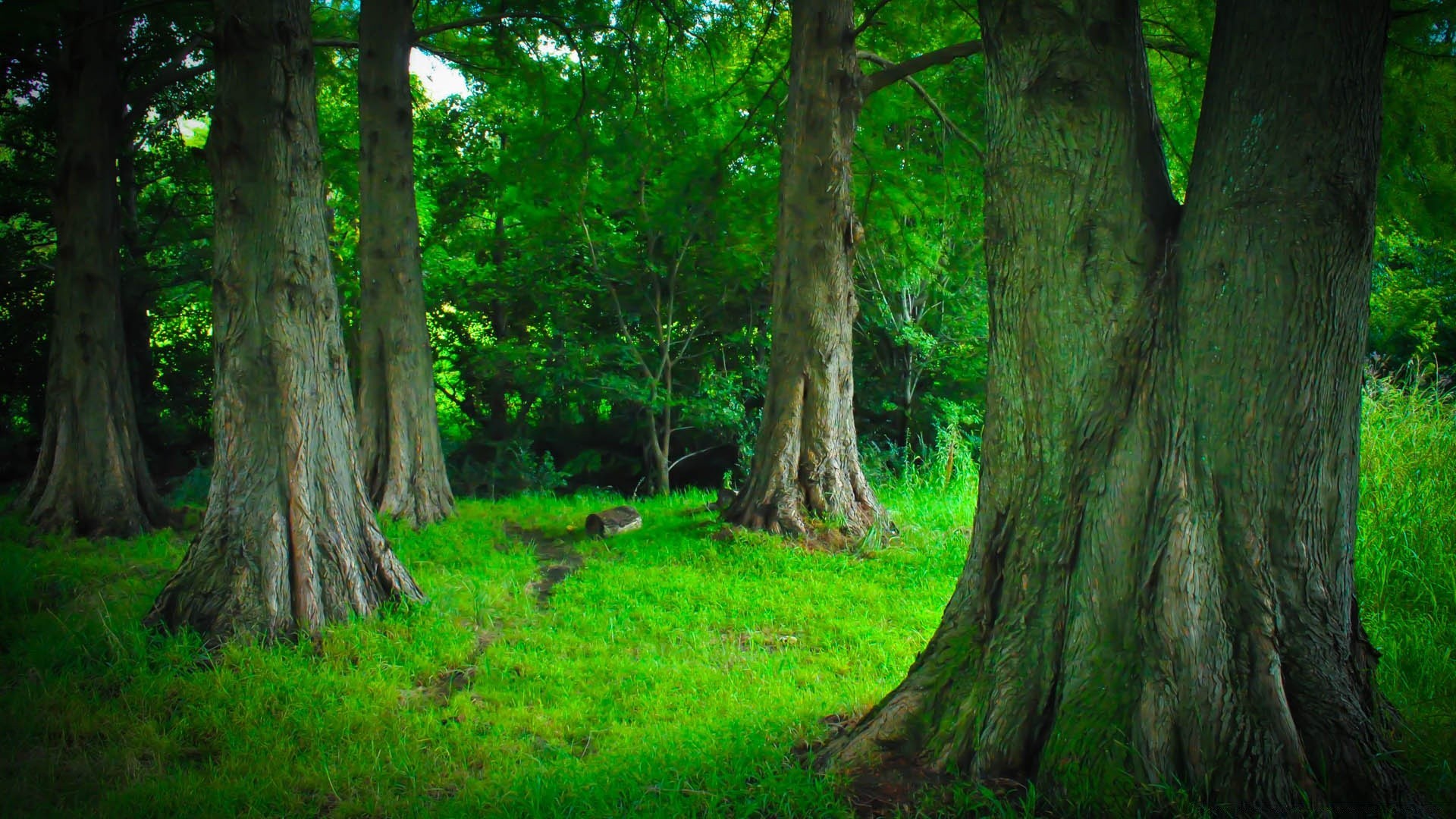 Высокорослые деревья в лесу