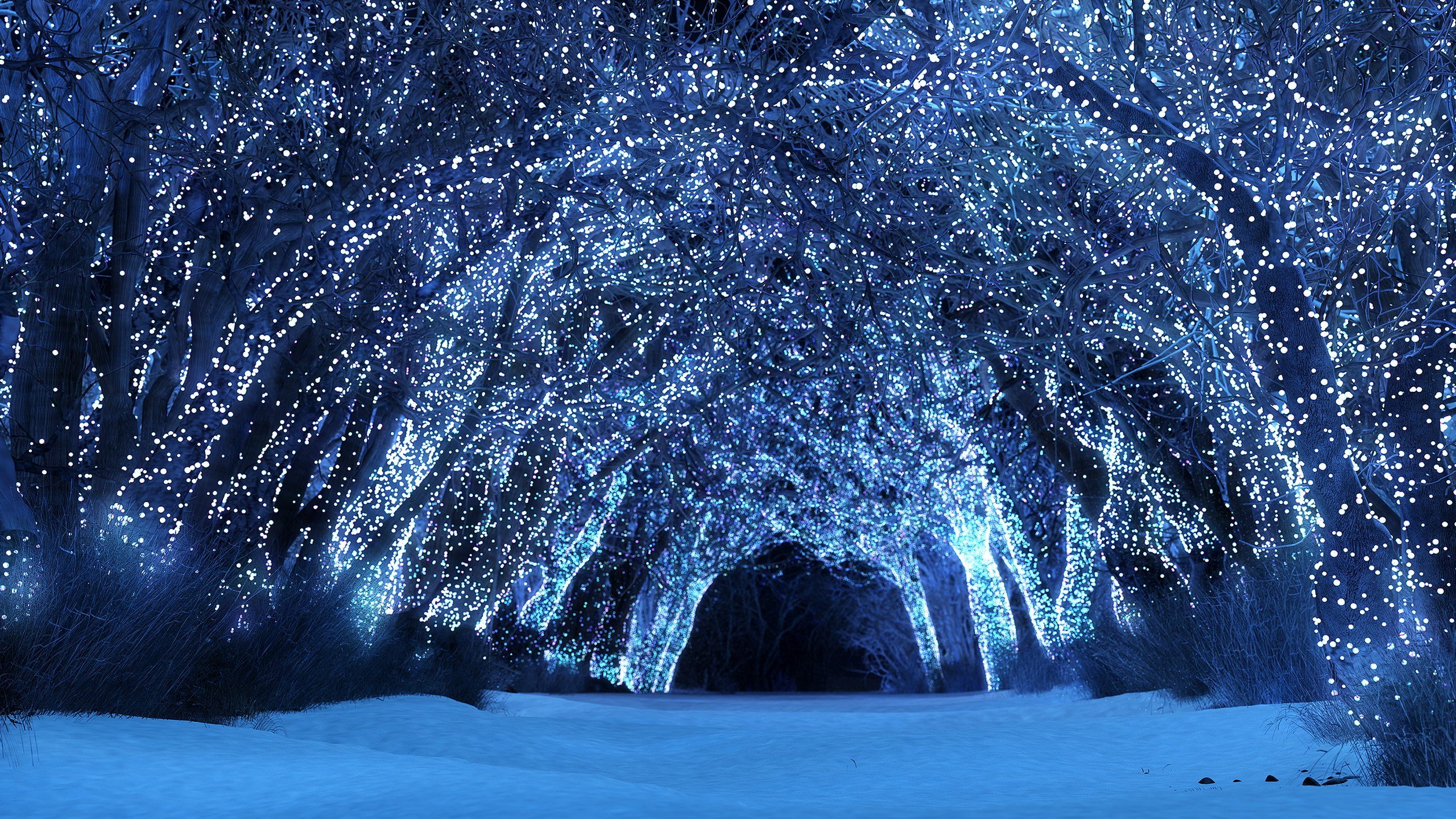 Волшебный зимний лес (87 фото) .