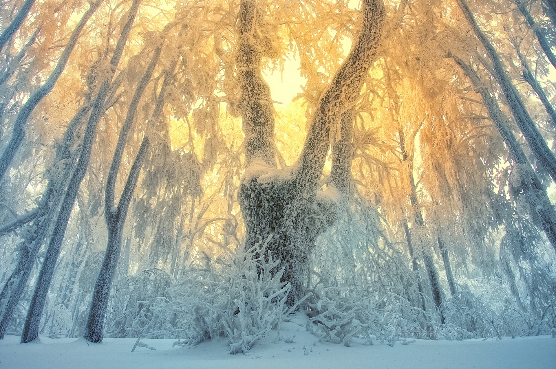 Фф и в морозном лесу я навеки. Сказочный зимний лес. Иней на деревьях. Зимний лес солнце. Необычные зимние пейзажи.