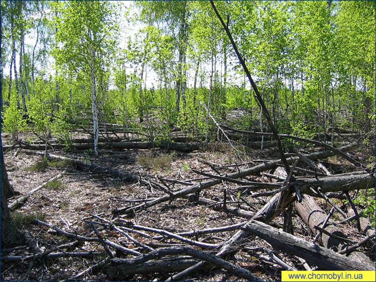 Чернобыль лес густой