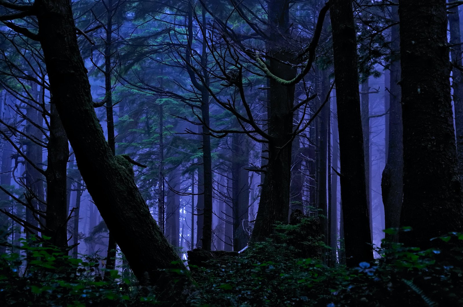 Ночной лес ту4иан