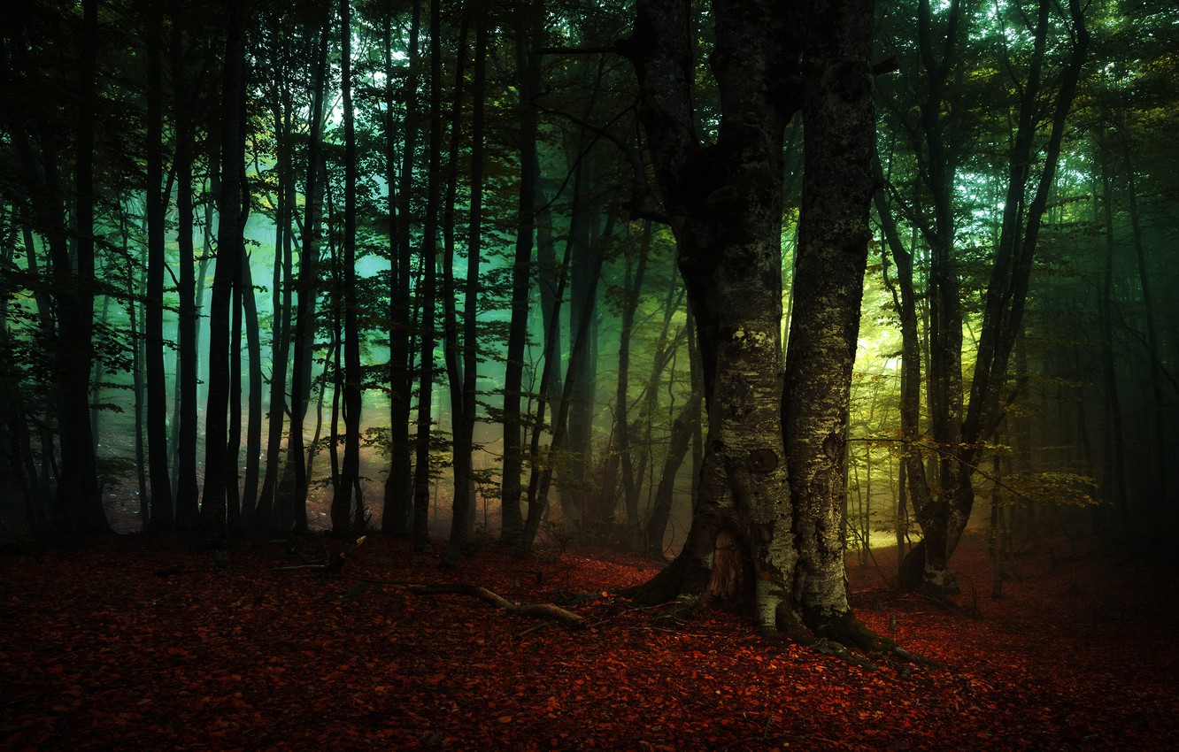 Сумеречный лес (98 фото) .