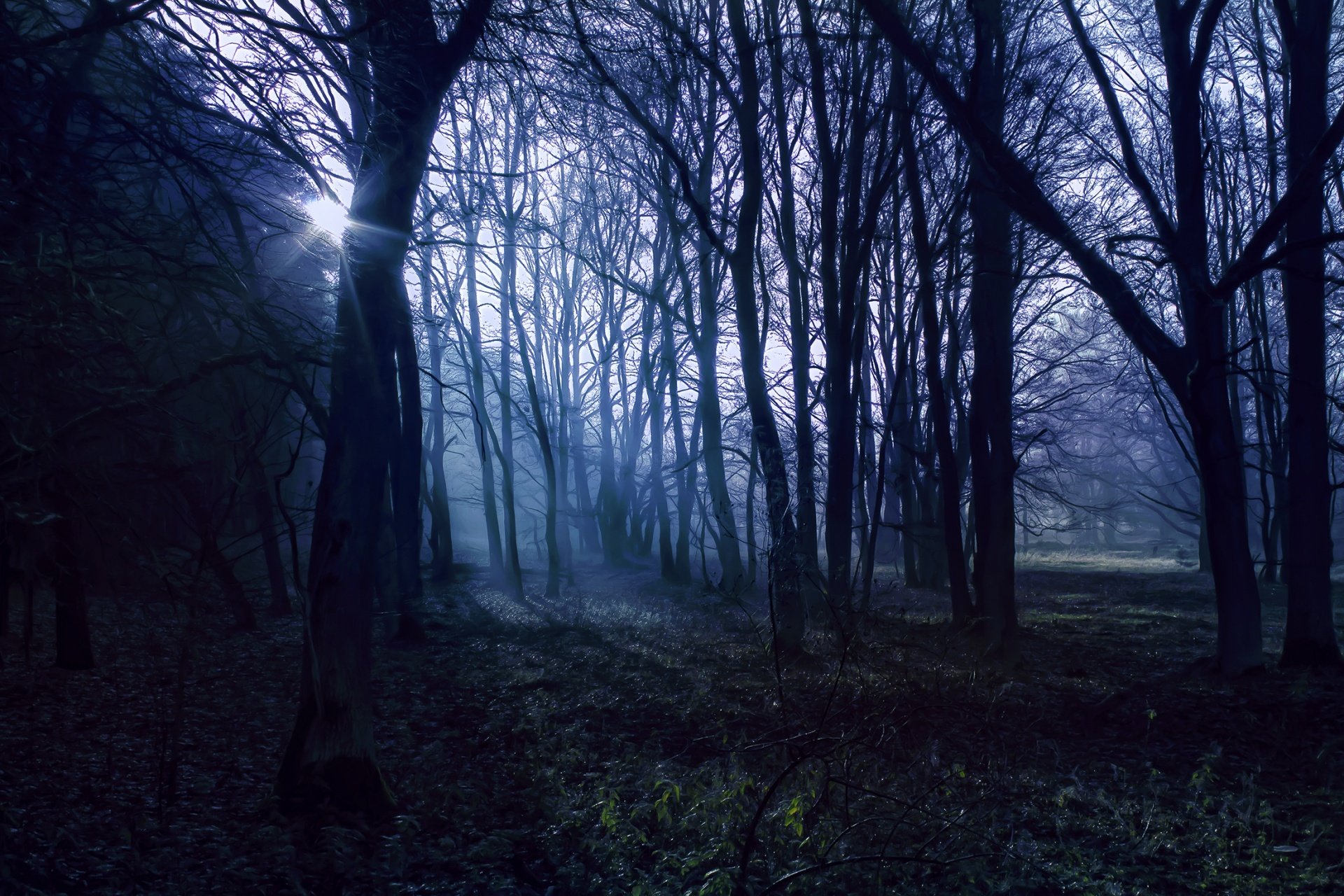 Сумеречный лес (98 фото) .