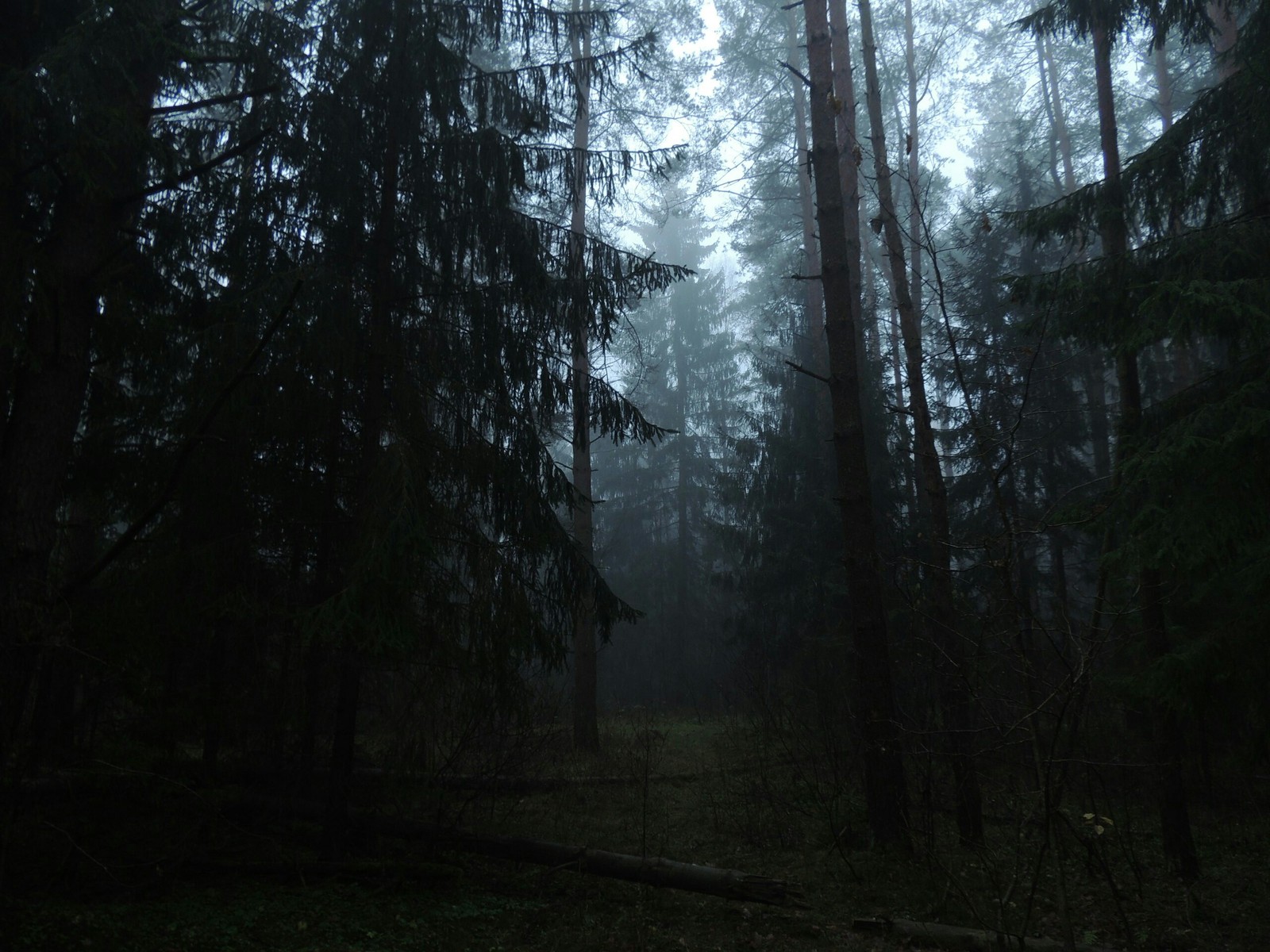 Сумеречный лес