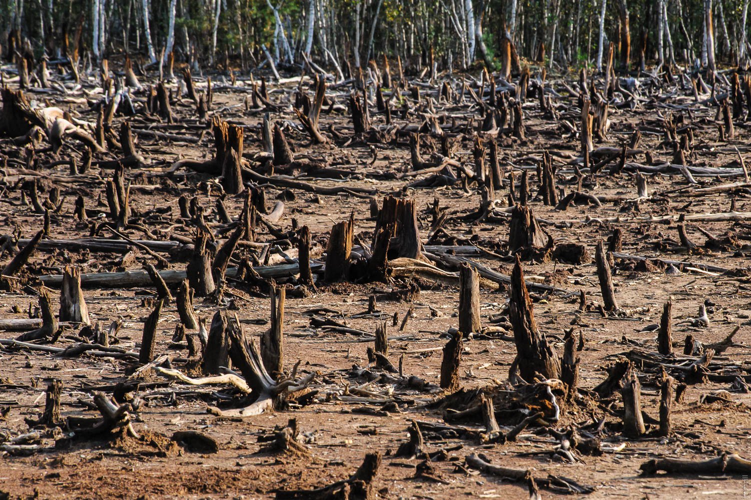 Гибнут ели. Нигерия обезлесение. Лес гибнет.