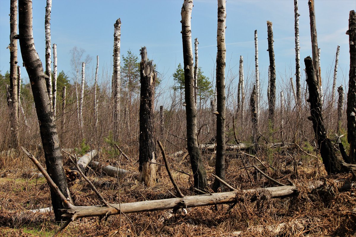 Почему россия гибнет. Лес гибнет. Умирающие леса.
