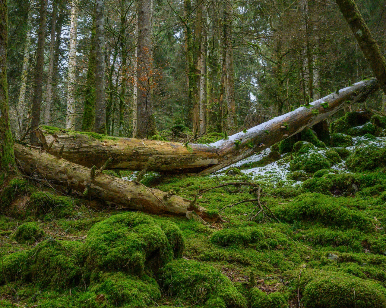 Фото поваленных деревьев в лесу
