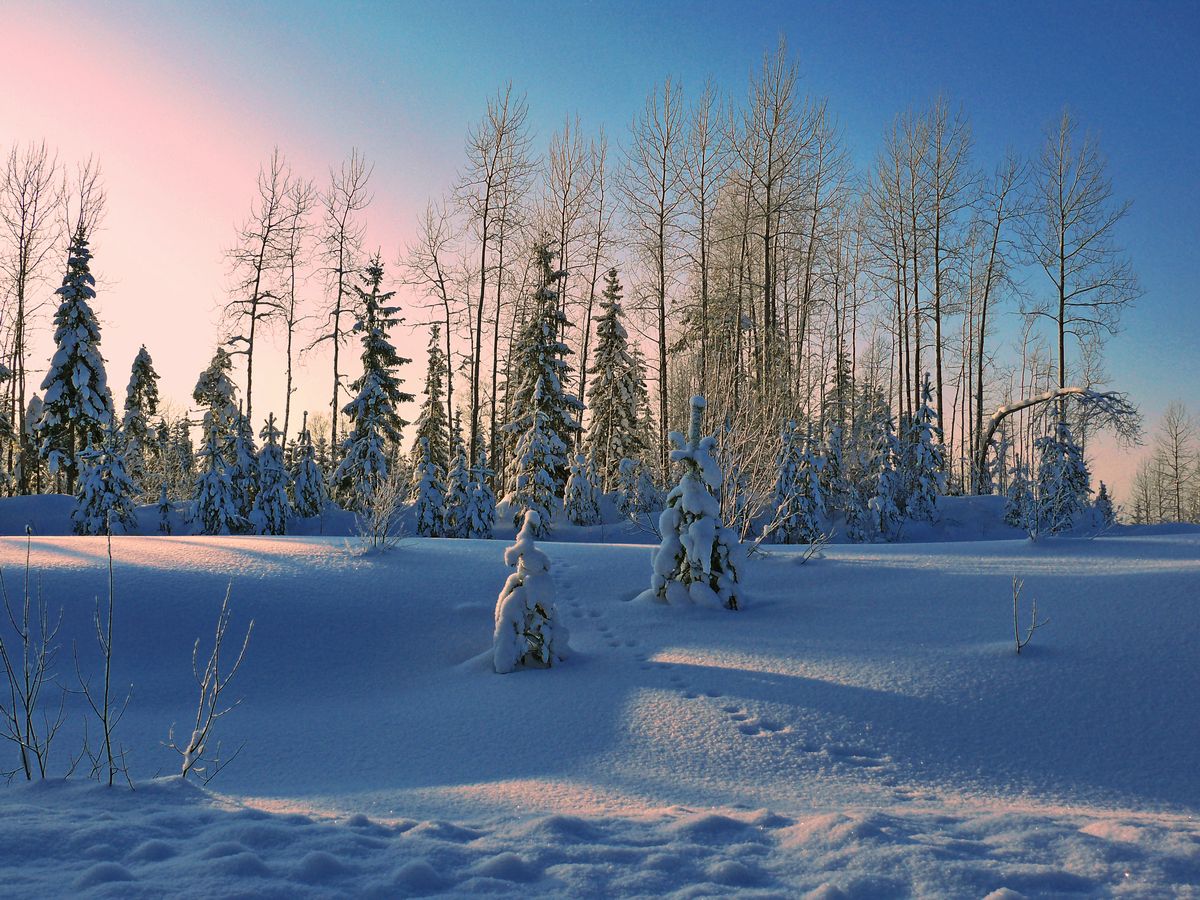 Краски зимнего леса