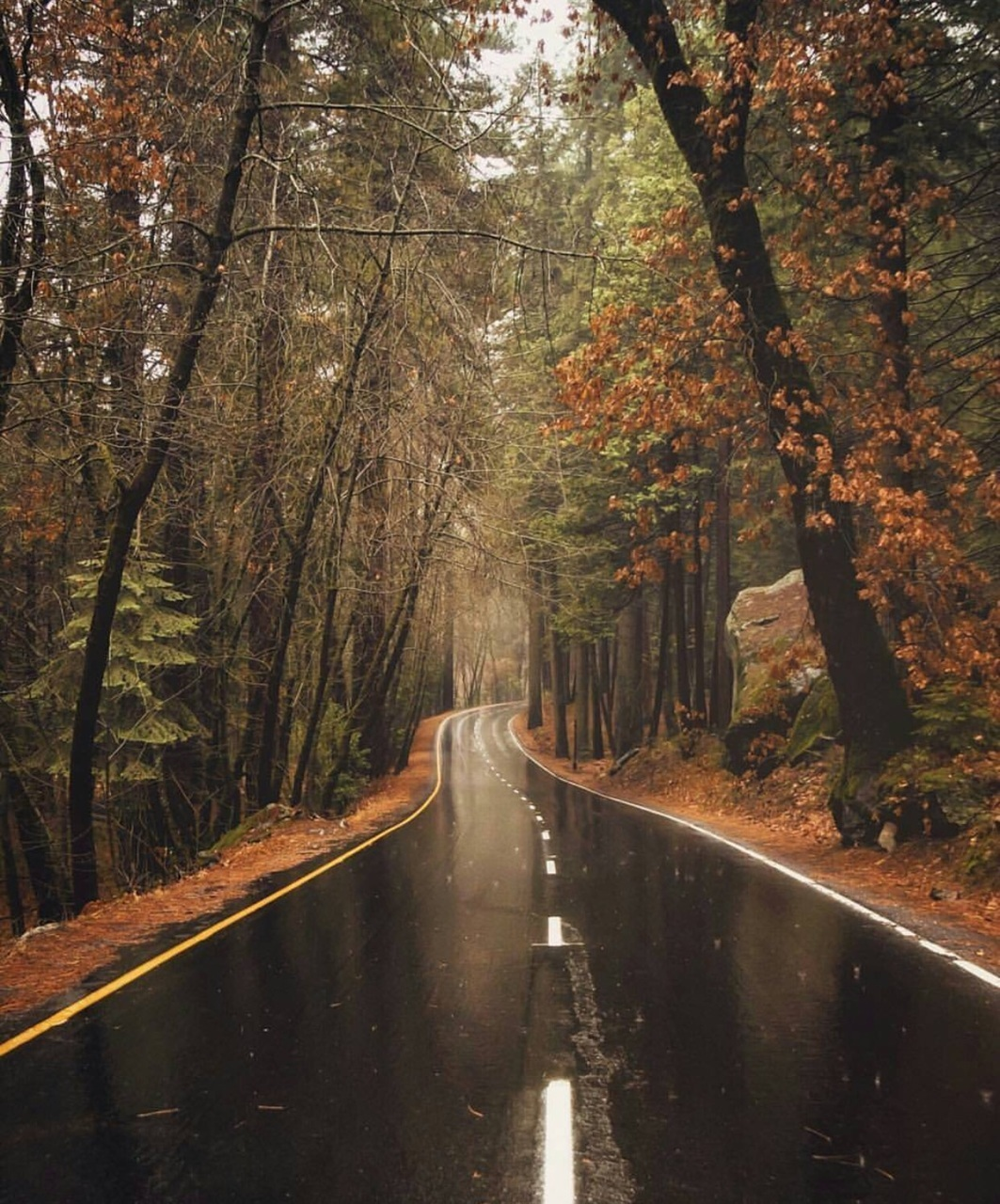 Осенняя дорога. Дорога в осень. Дорога после дождя. Осенняя дорога в лесу.