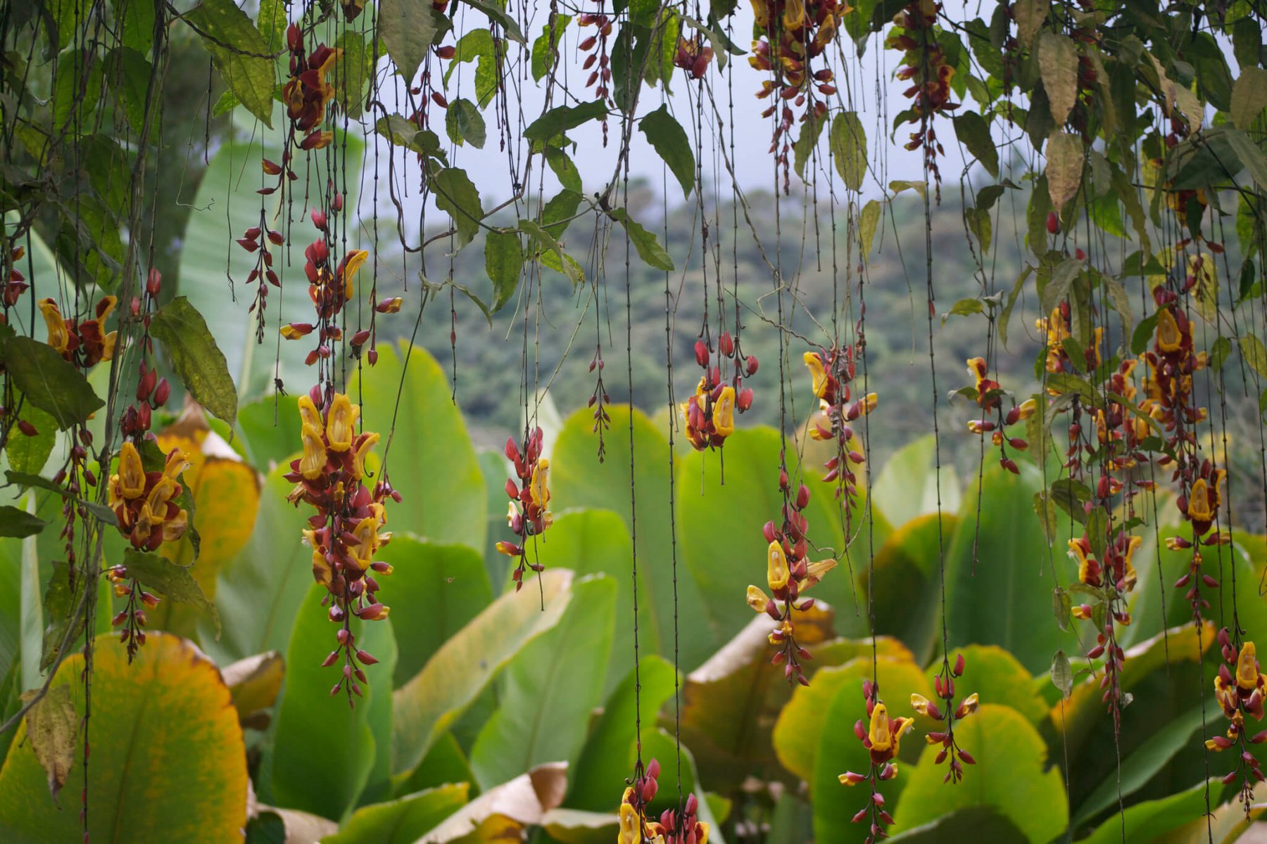 Растения эквадора
