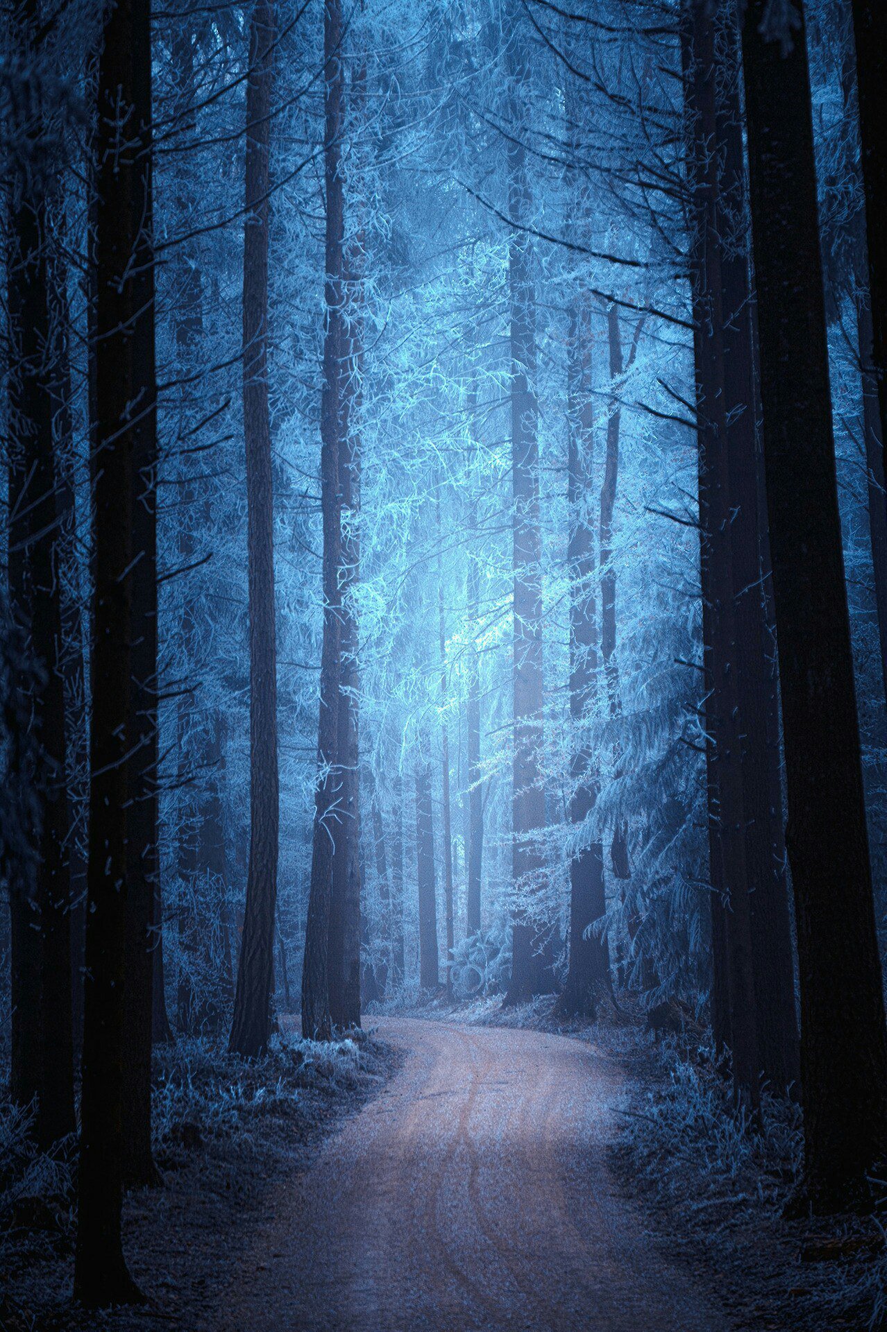 Ночь лес красиво. Ночной лес. «Ночь в лесу». Темный лес. Синий лес.