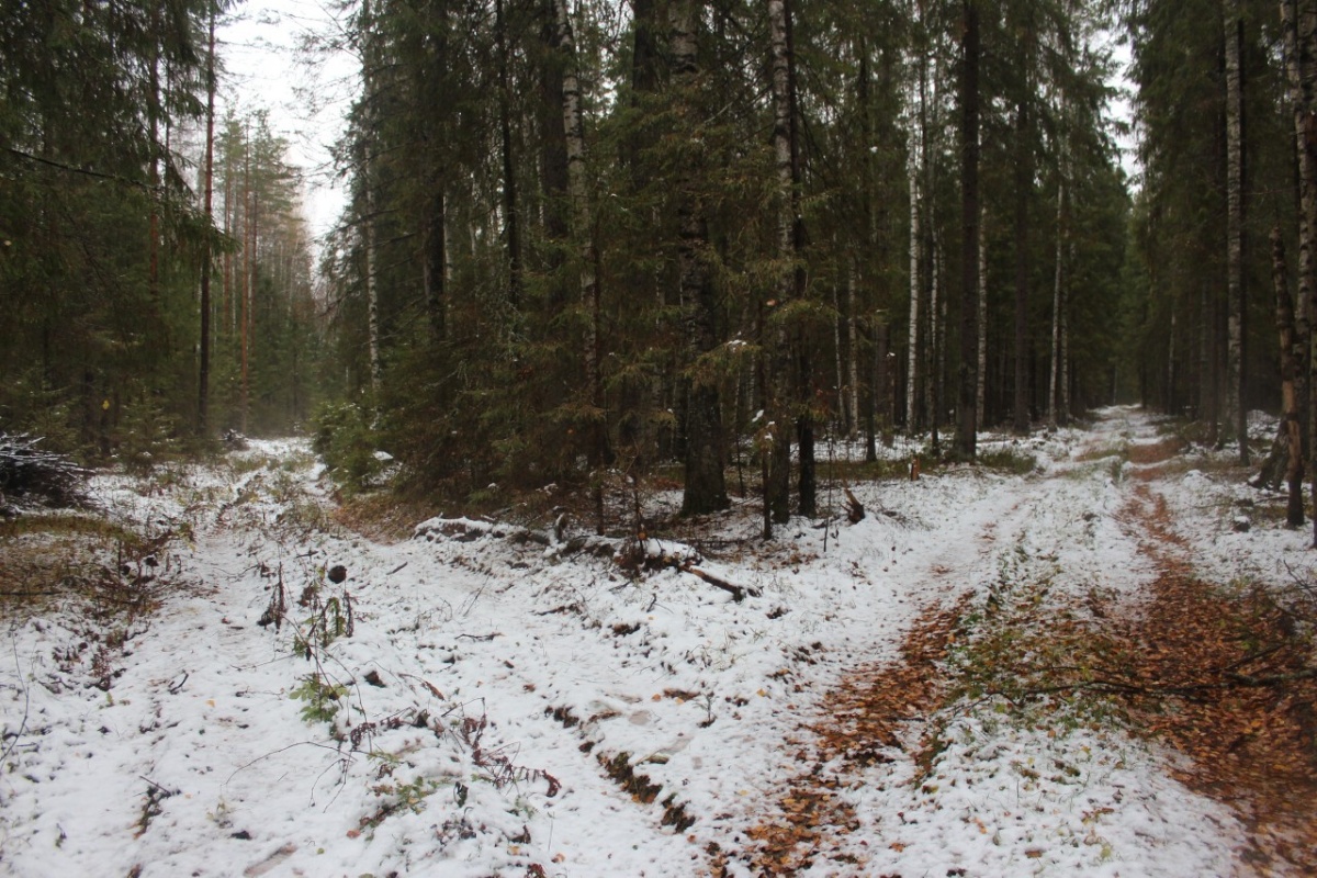 Март в лесу Новгородской области
