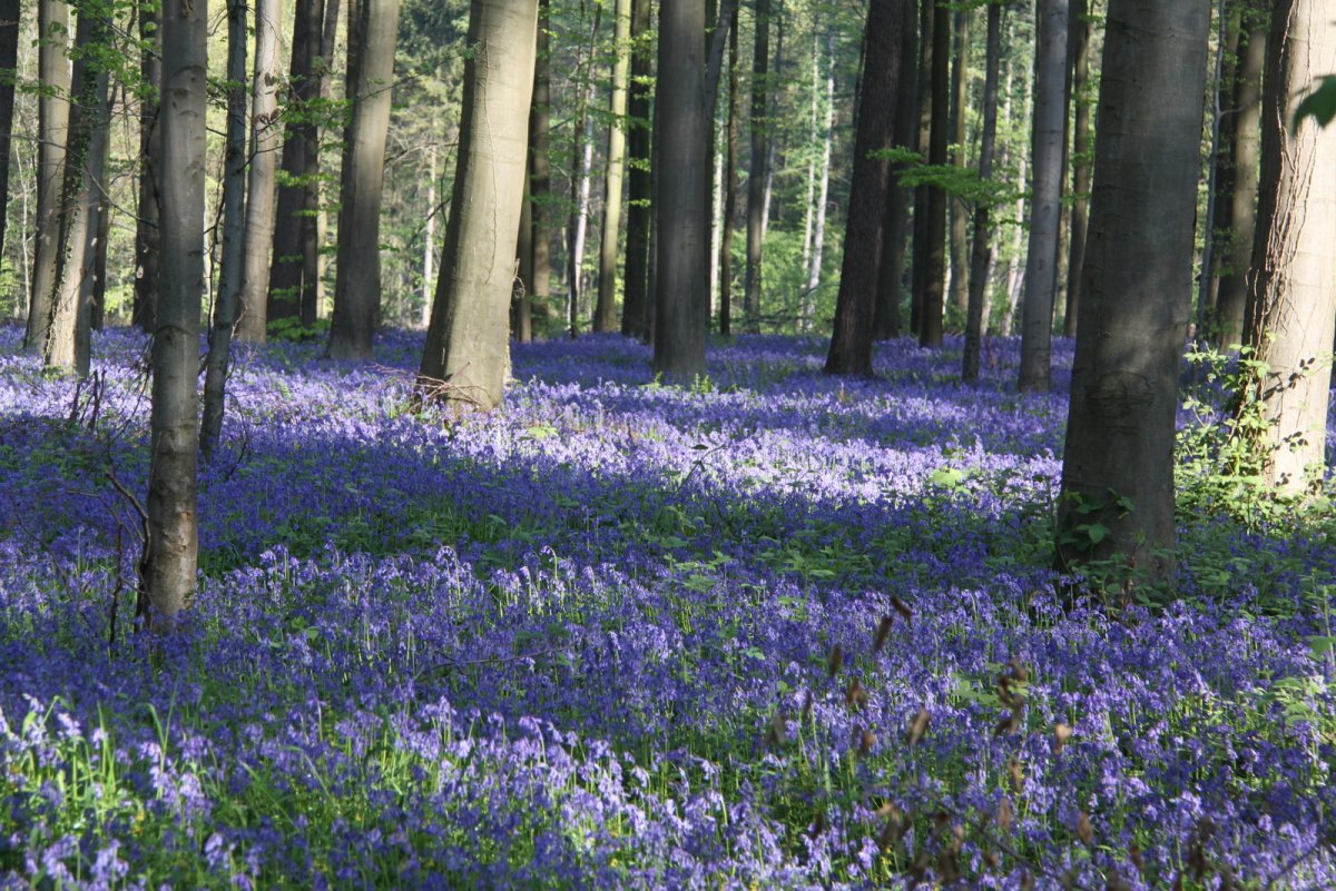 Бельгийский синий лес