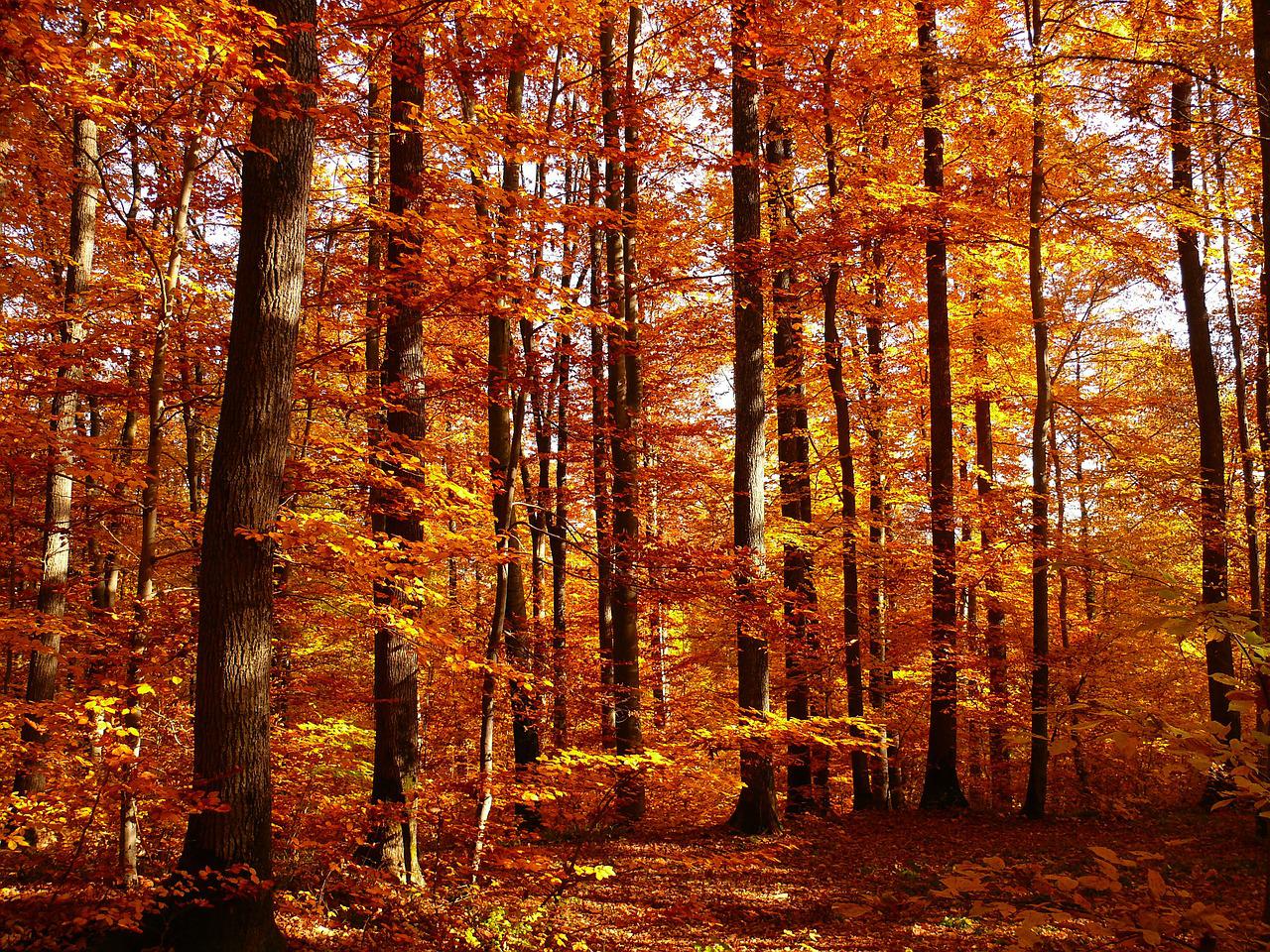 Осенний Лиственный лес