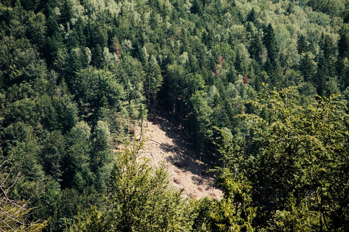 Карпатский лес вырубка