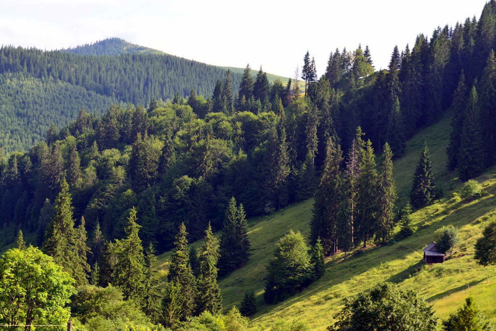 Карпатский лес Украина
