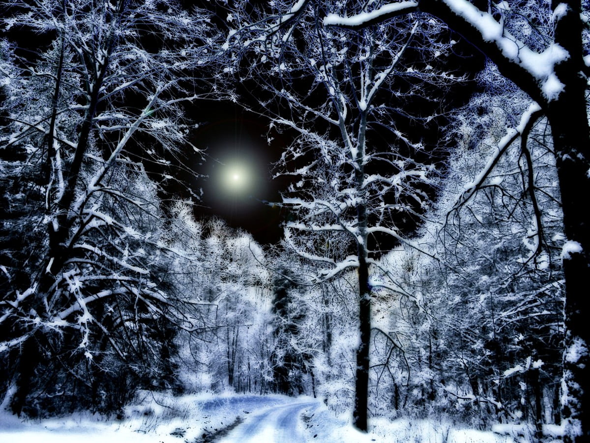 Снегопад ночью в лесу
