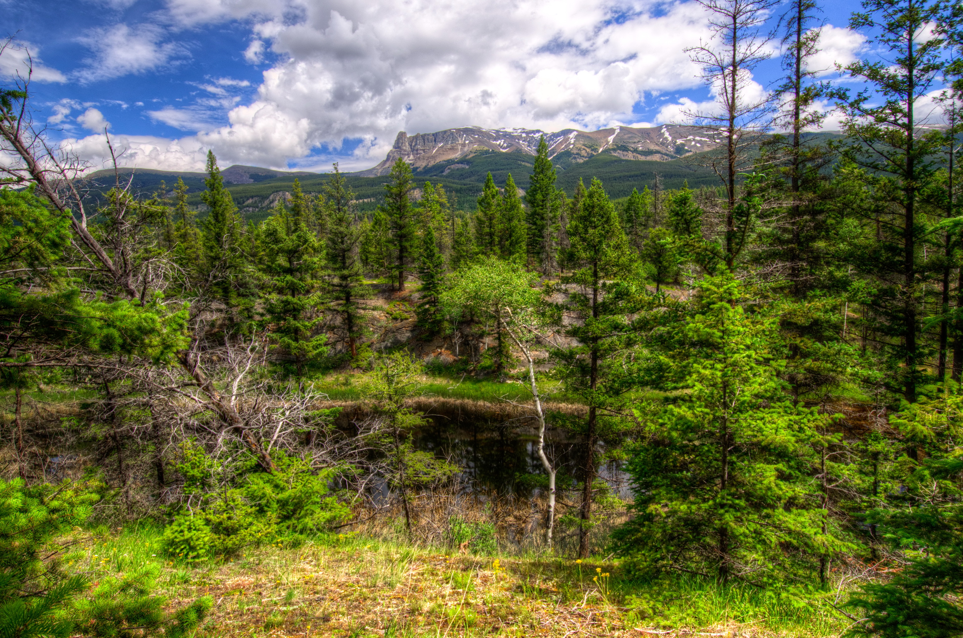 Растительность Канады лес