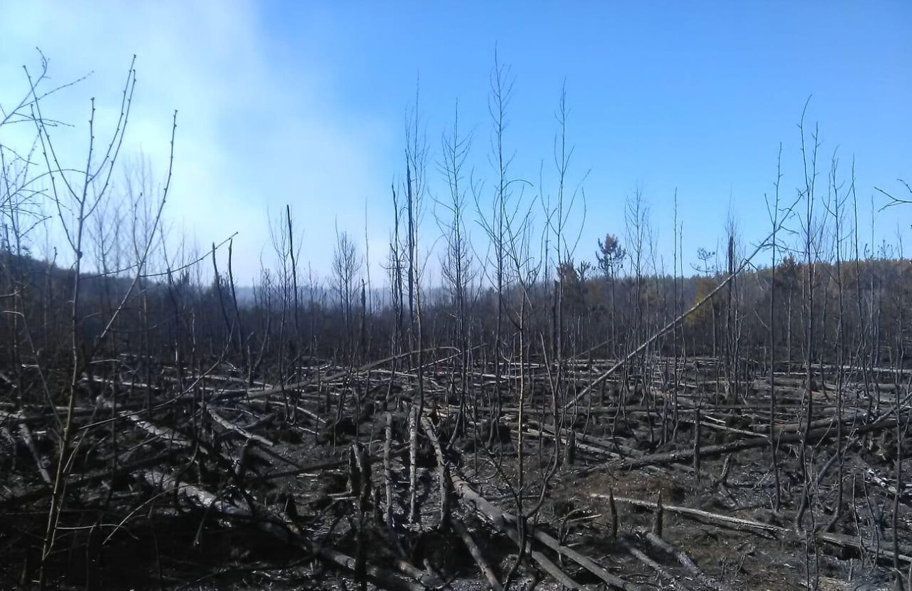 Вырубка леса в Чернобыле