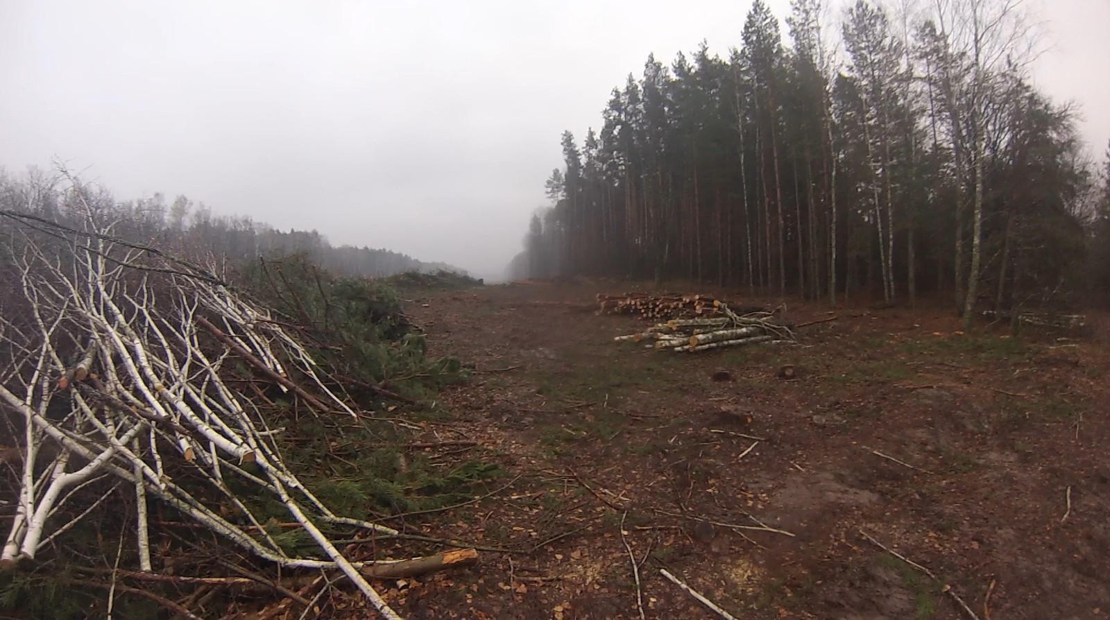 Леса в Чернобыле вырубленные