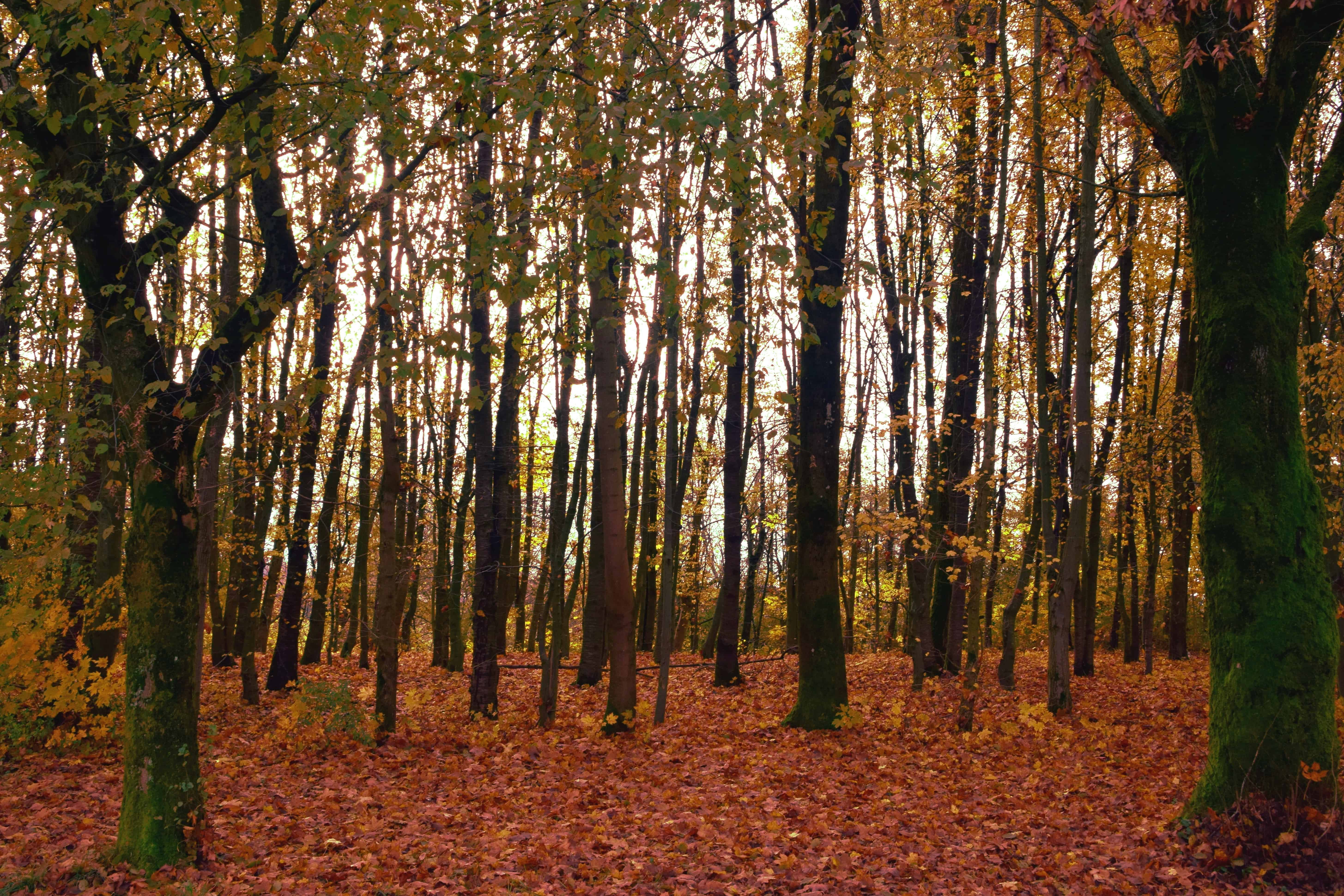 Битцевский лес осень