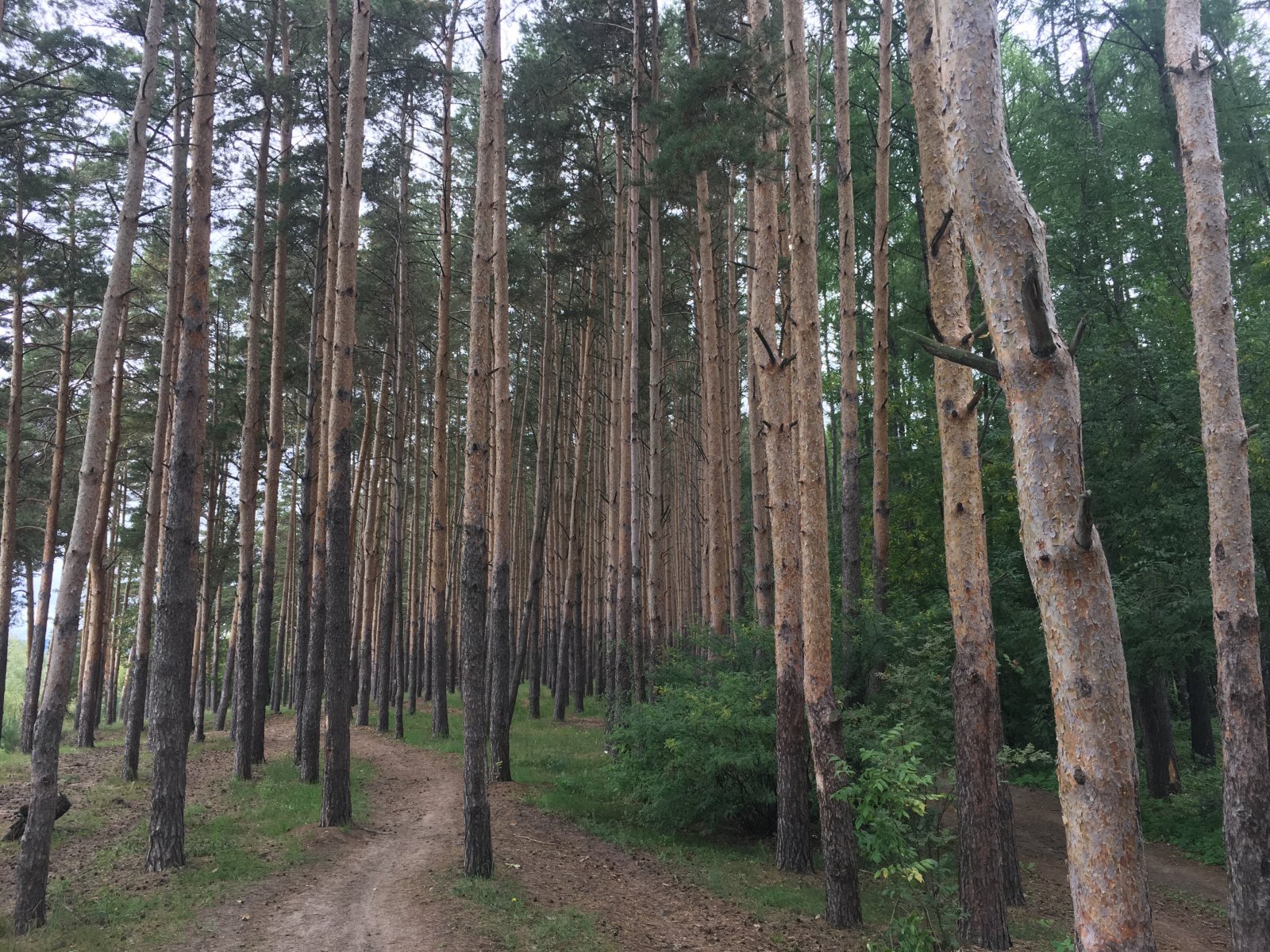 Стригинский лес в Нижнем Новгороде