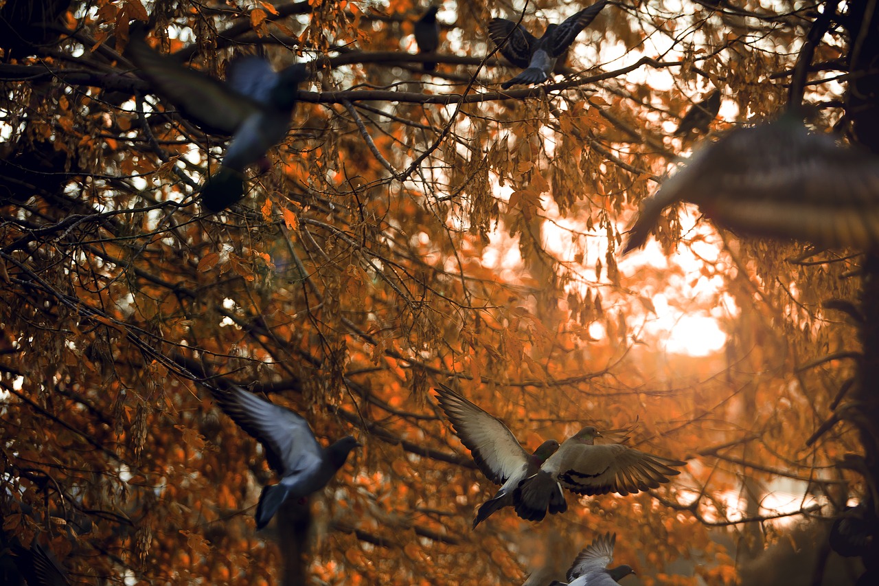 Птицы в осеннем небе